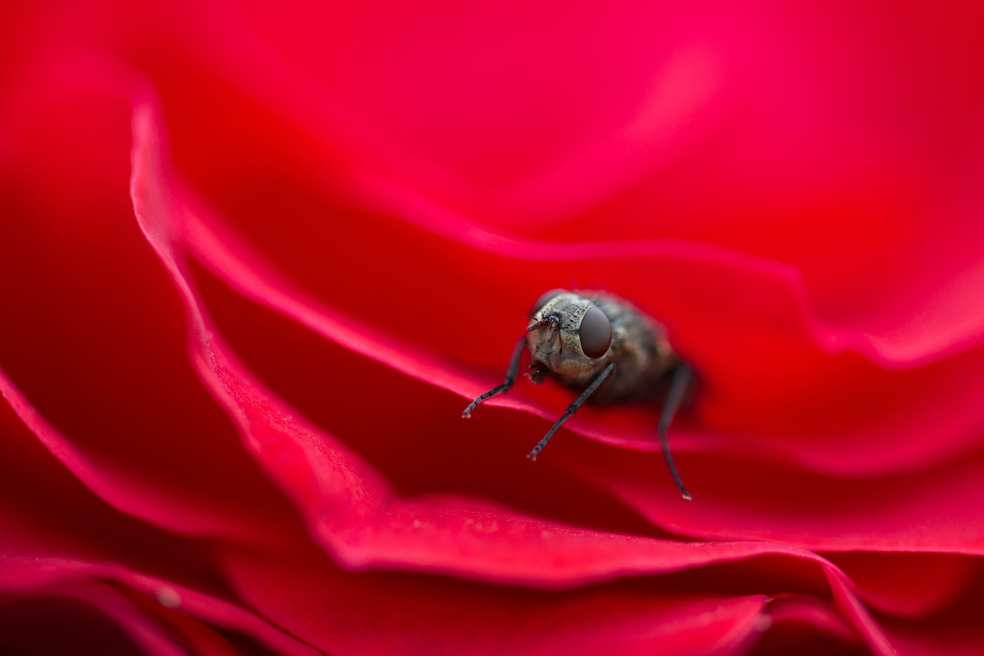 Макросъемка. Фотограф Минск Юлия Войнич