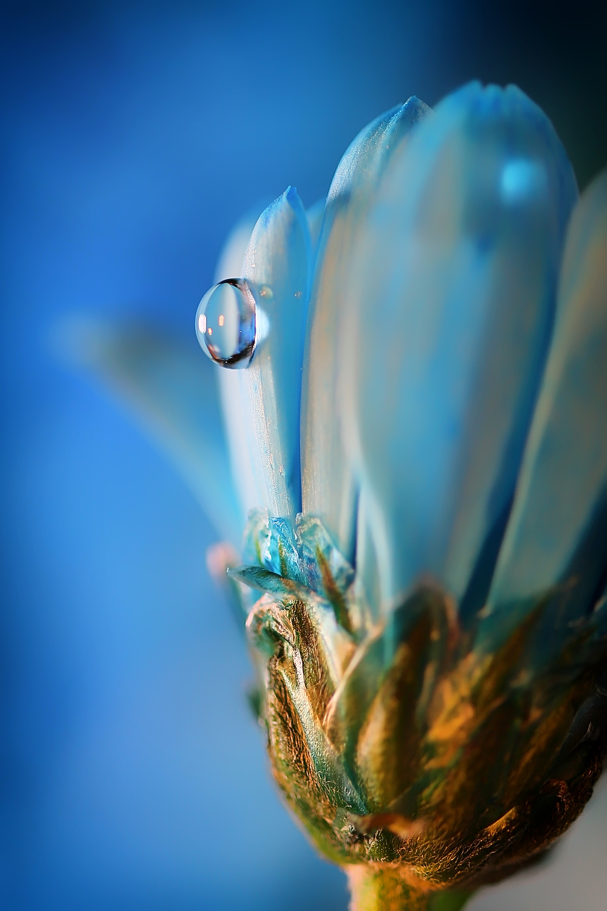 Макросъемка. Фотограф Минск Юлия Войнич