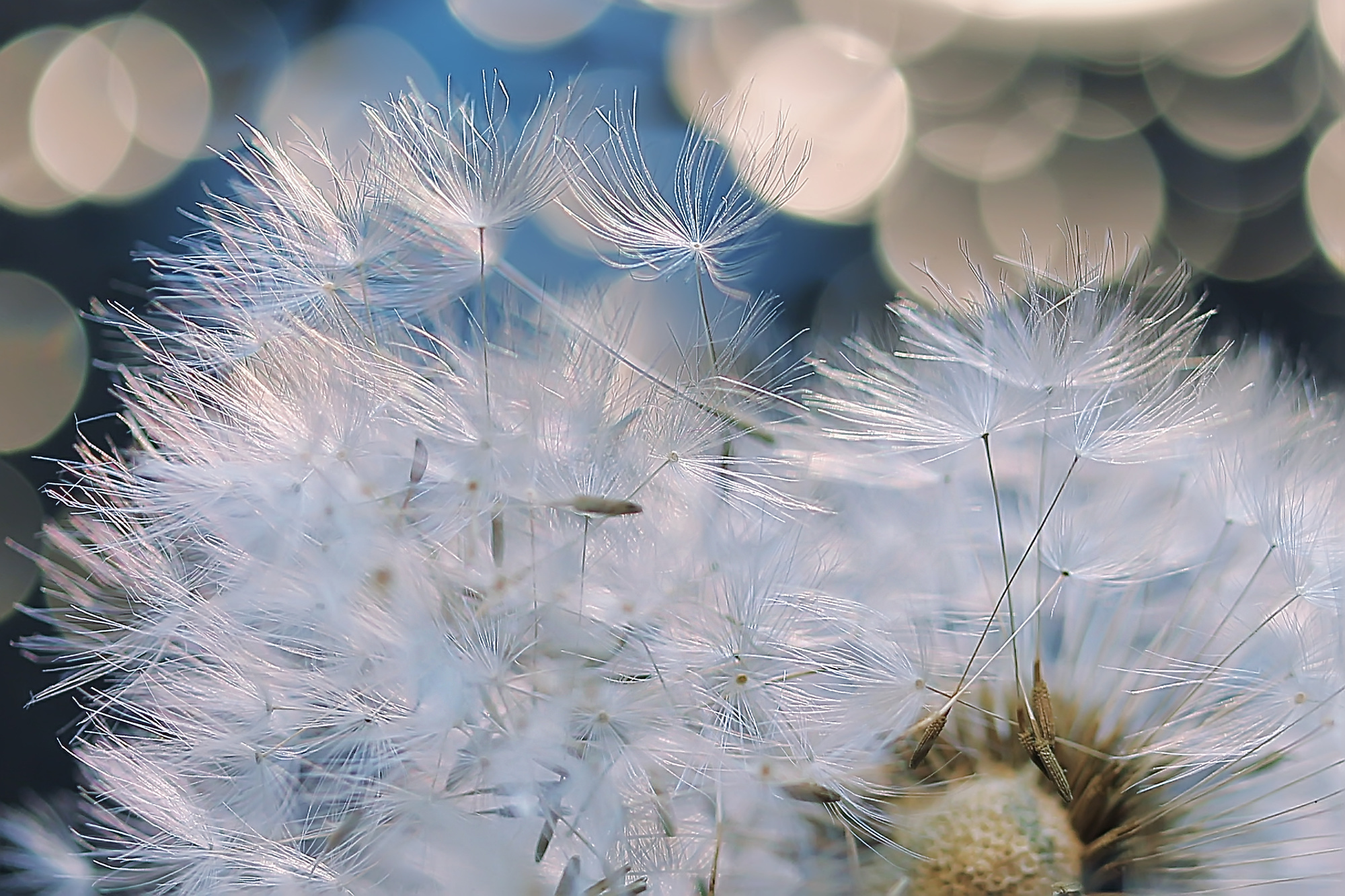 Макросъемка. Фотограф Минск Юлия Войнич
