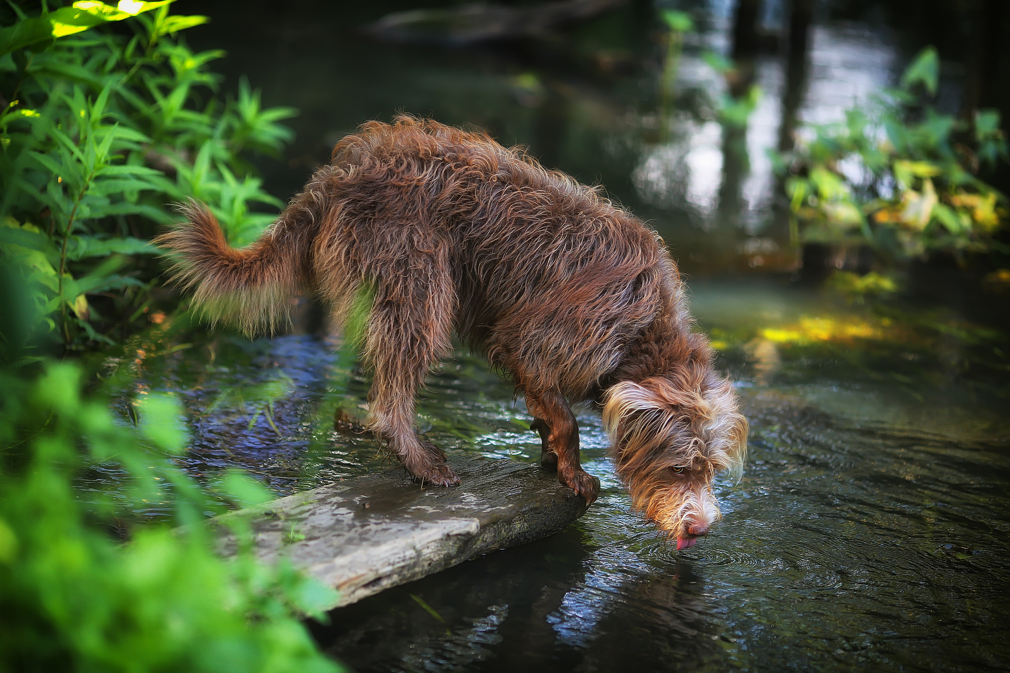 Пейзаж, животные, архитектура. Фотограф Минск Юлия Войнич