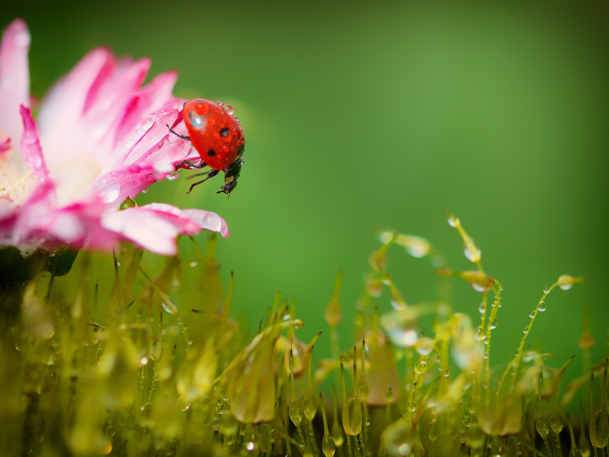 Макросъемка. Фотограф Минск Юлия Войнич