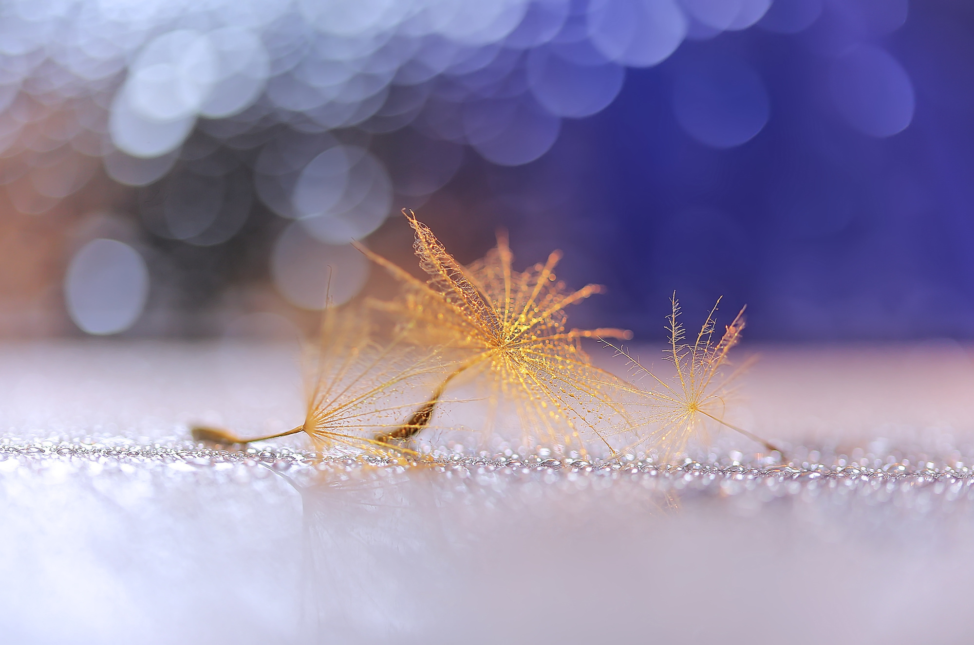 Макросъемка. Фотограф Минск Юлия Войнич