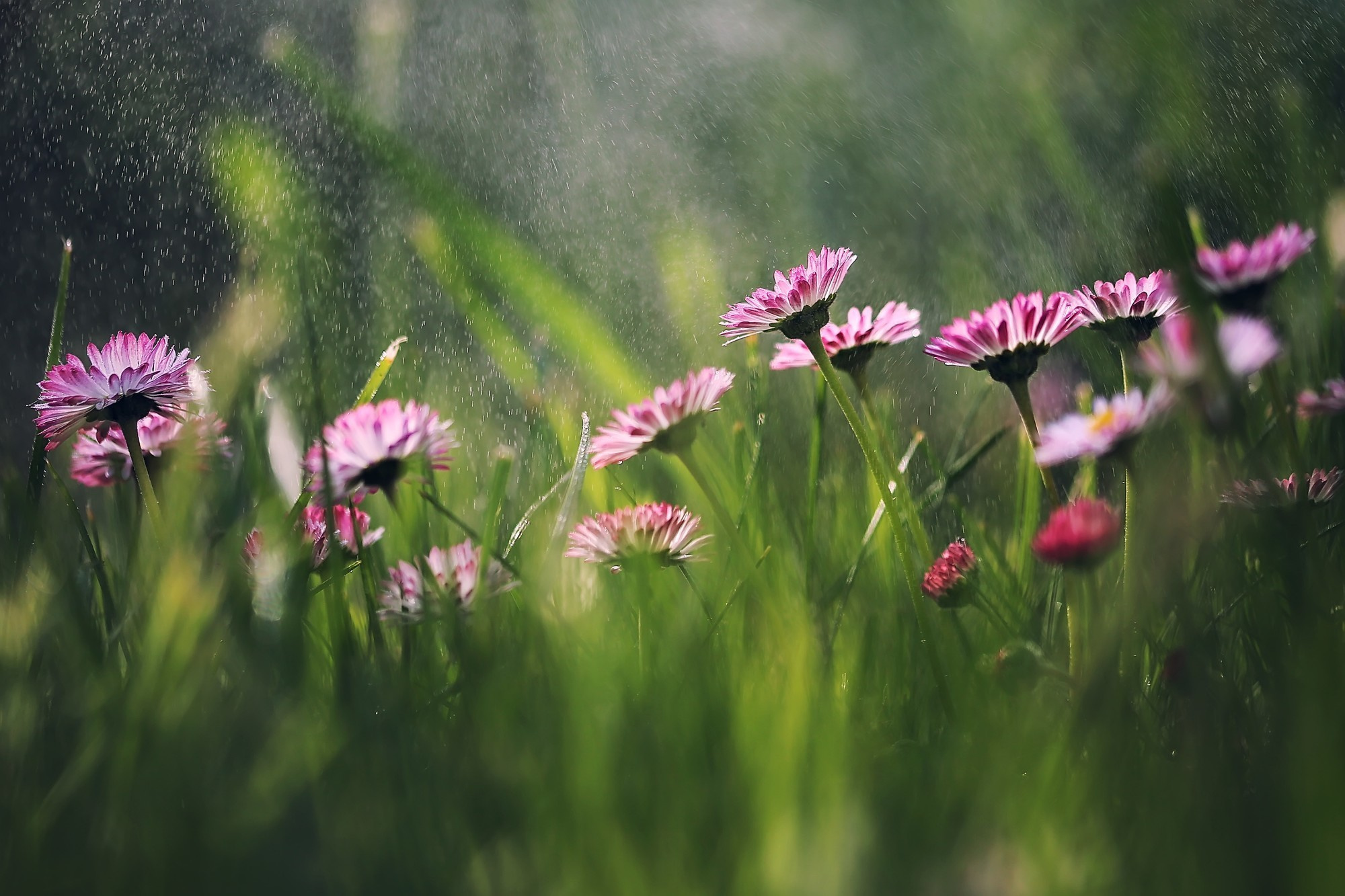 Макросъемка. Фотограф Минск Юлия Войнич