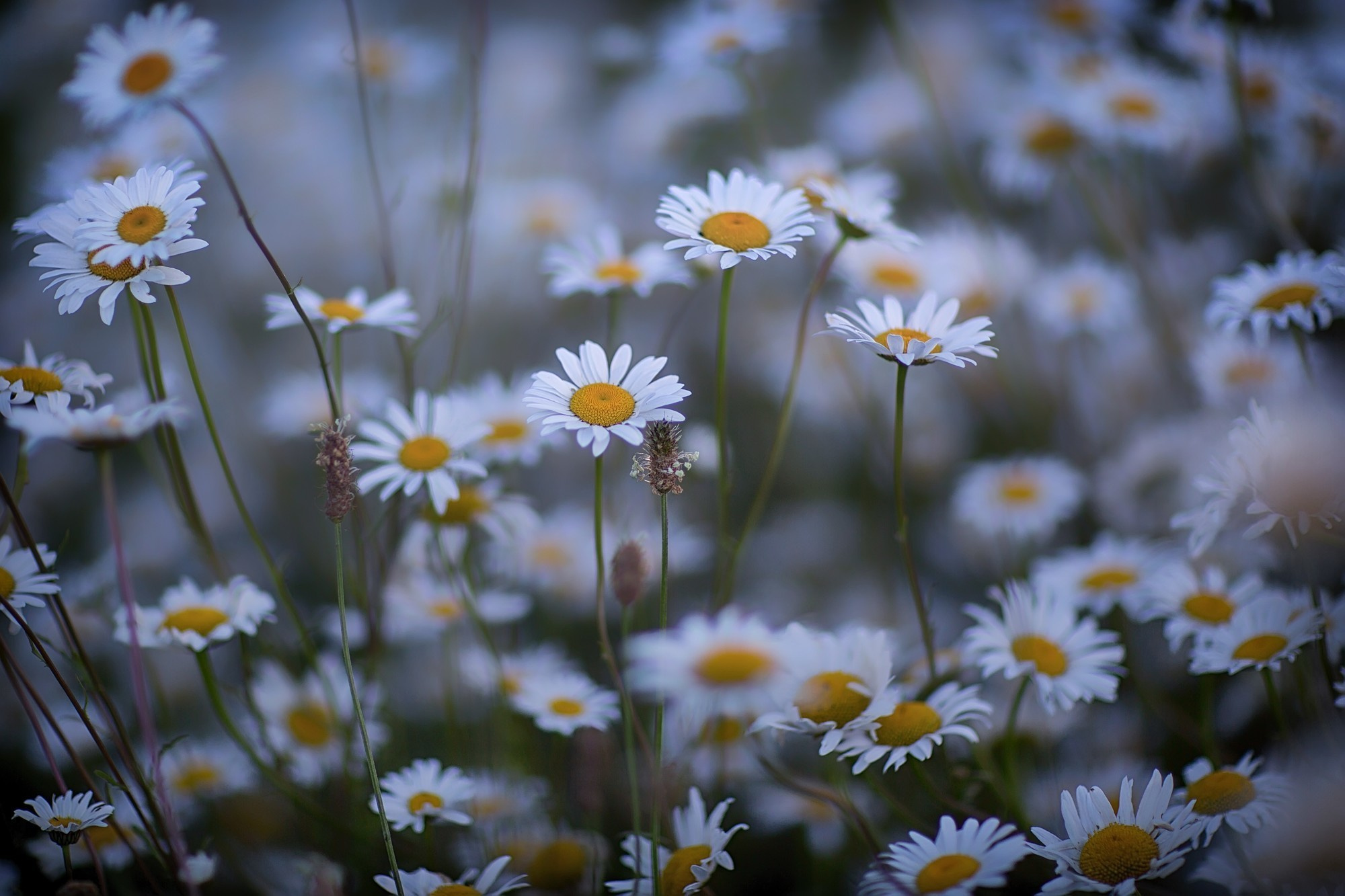 Макросъемка. Фотограф Минск Юлия Войнич