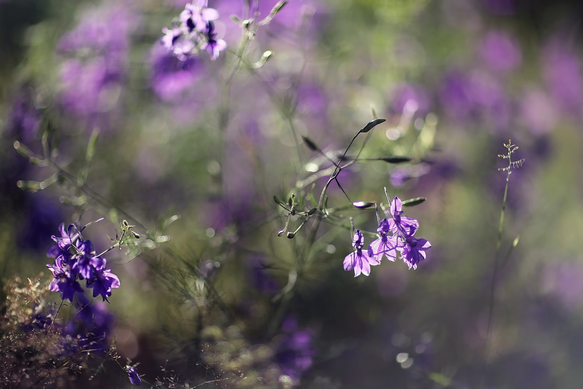 Макросъемка. Фотограф Минск Юлия Войнич