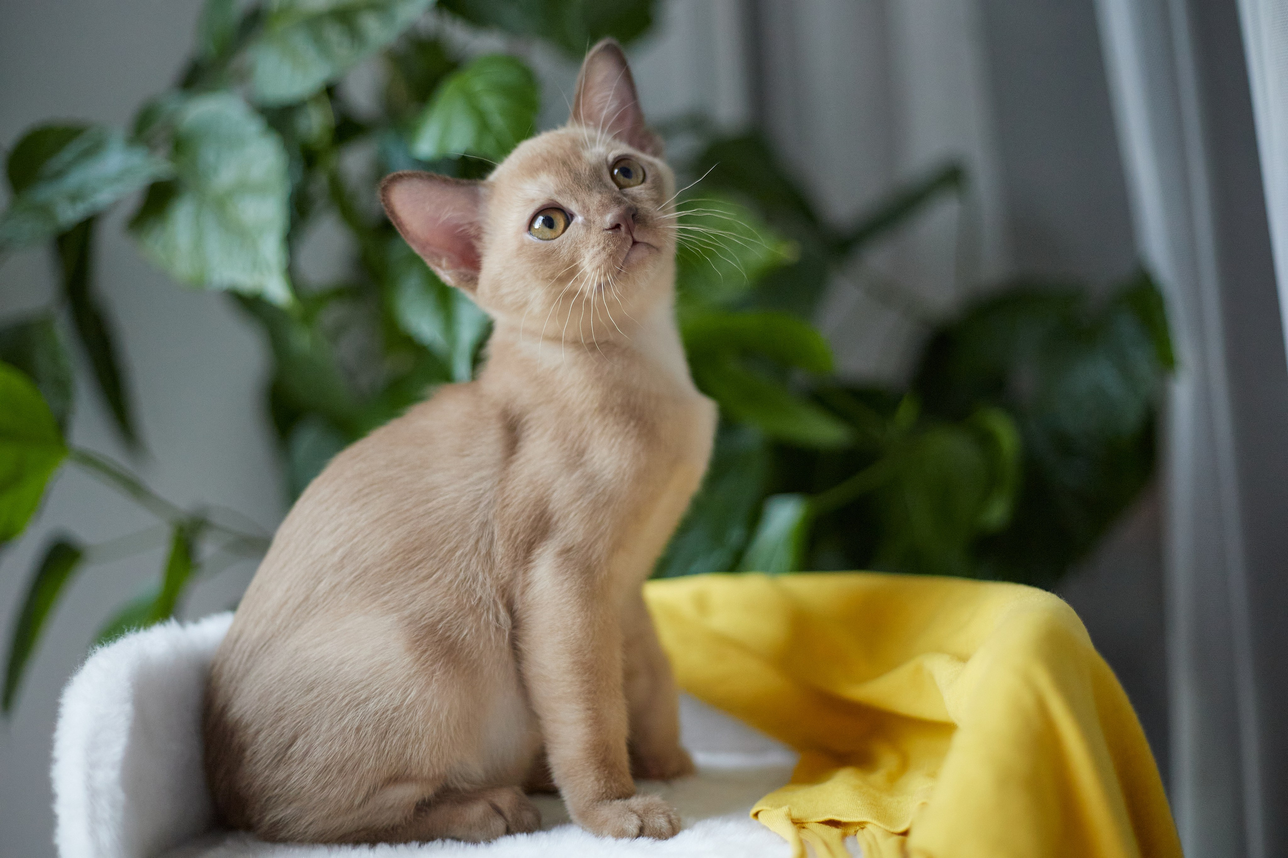 Jony (Уфа). Питомник «Bouncy Life»