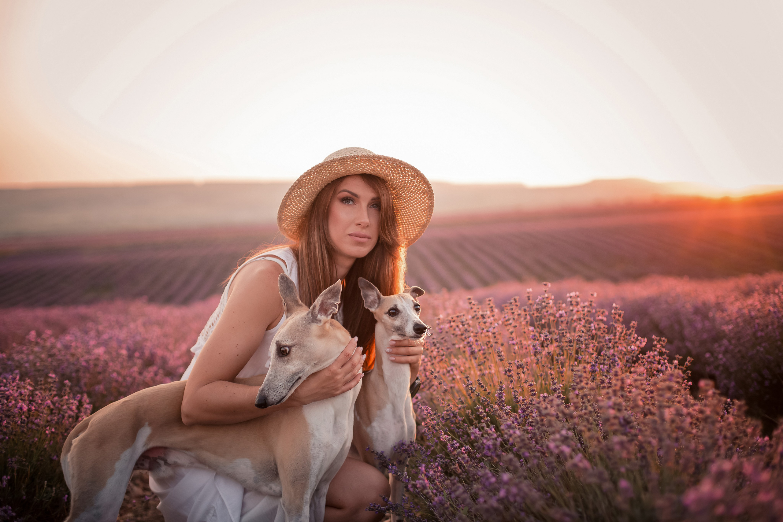 Уиппеты на лавандовом поле в Крыму. Фотограф-анималист в Краснодаре Маша Мельникова