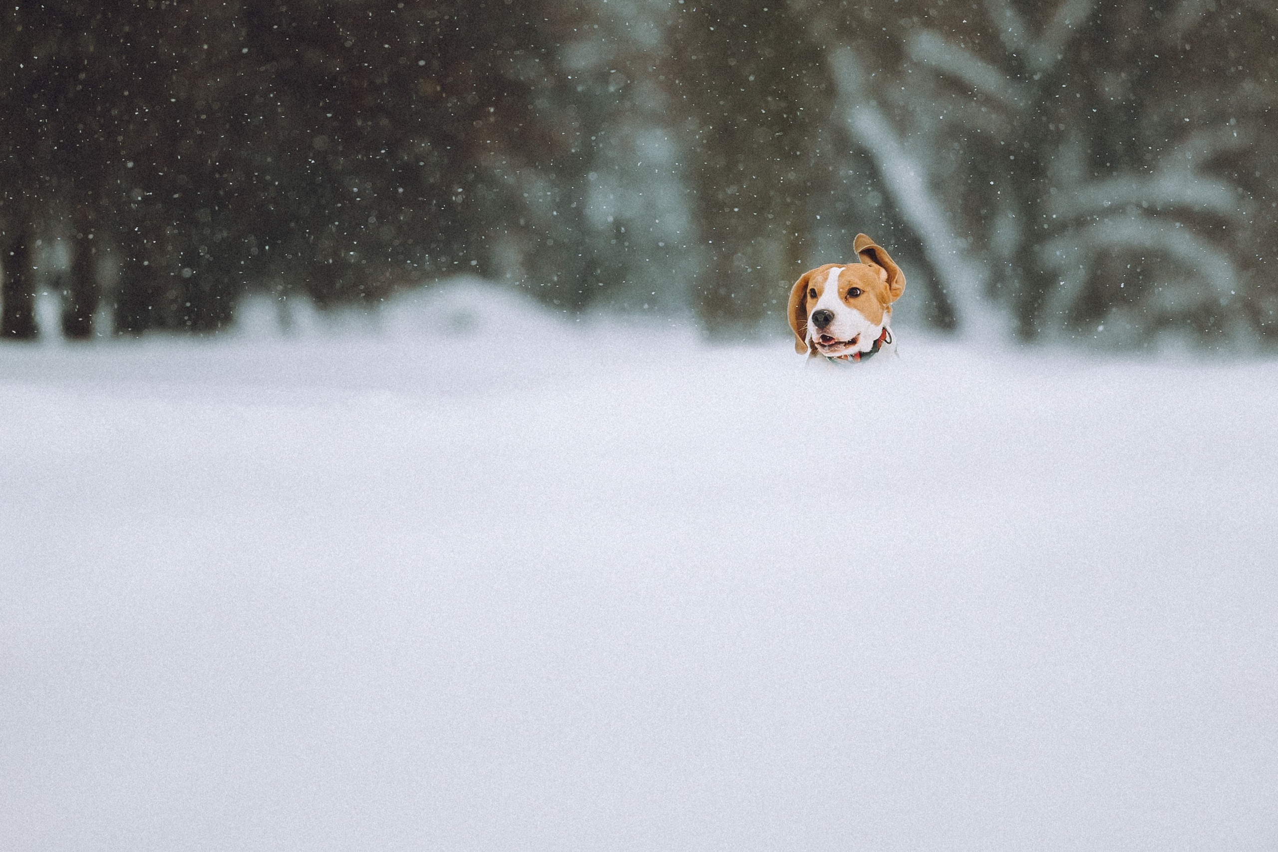 Роман, Портер и Коррес
