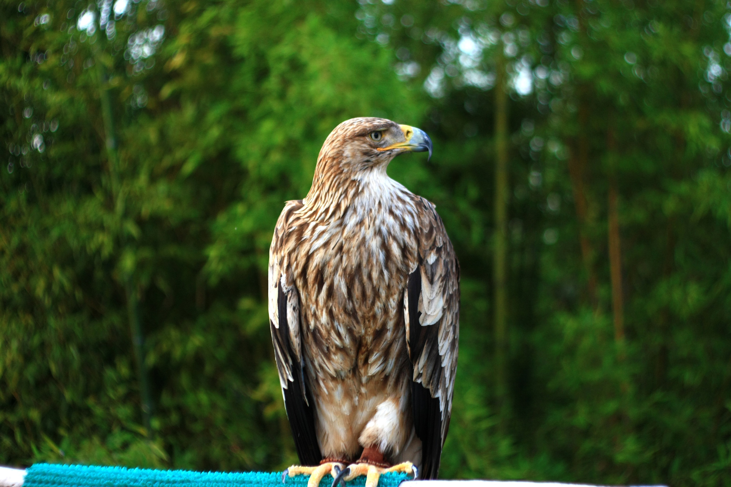 Первые кадры. Сочи — парк. Фотограф Роман Адлер