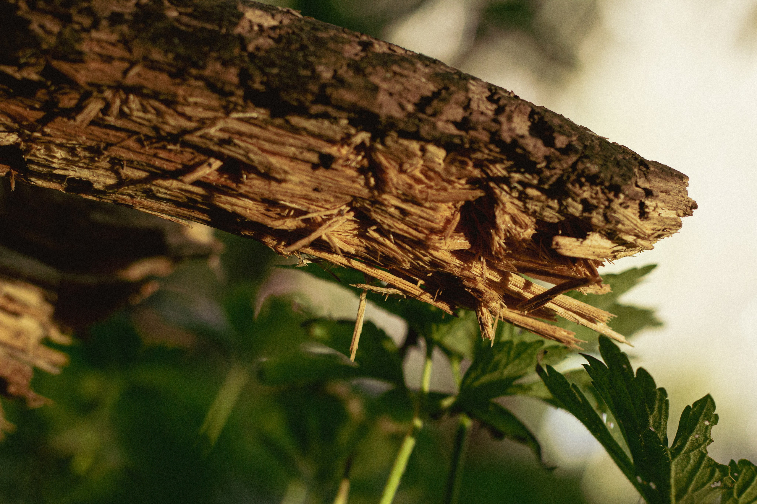 Природа. Фотограф Москва, портрет, стрит, репортаж. Художественная фотосессия