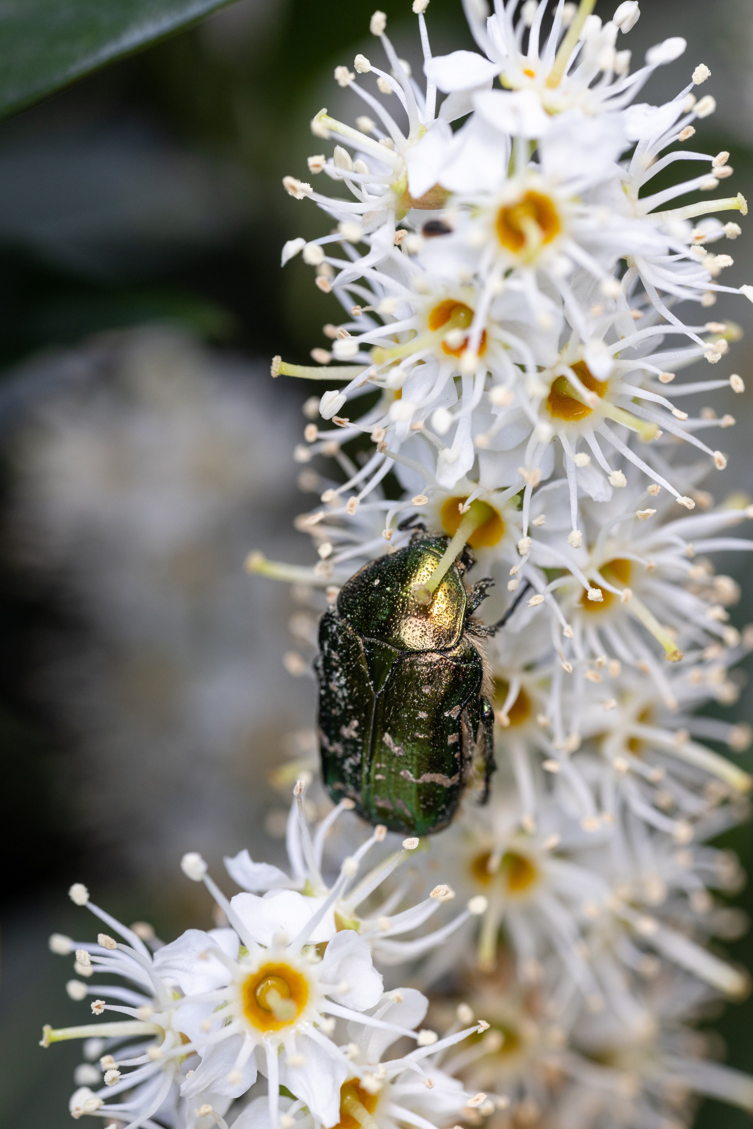 Macro. Фотограф на Юге России