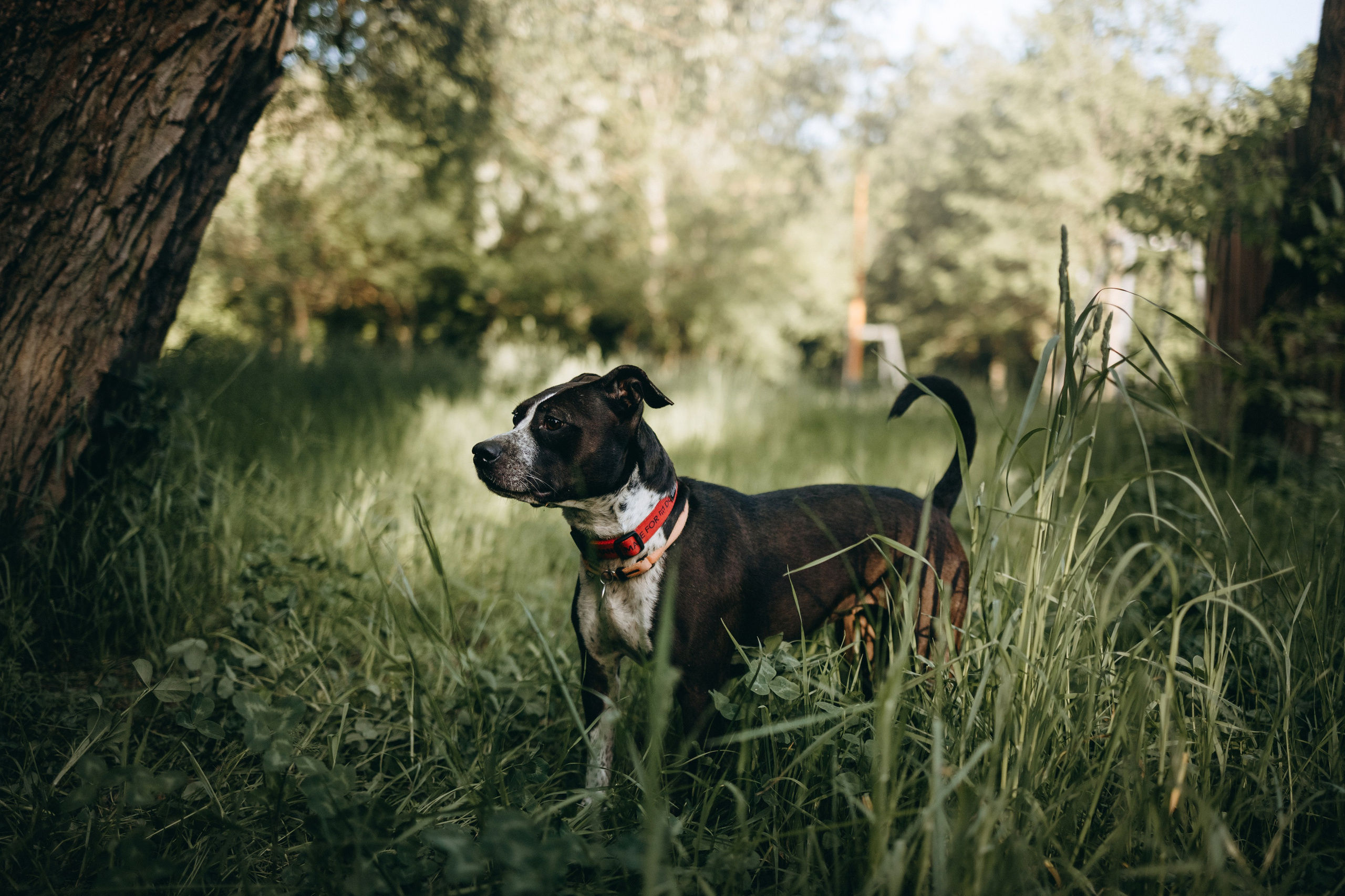 Татьяна, Сергей и их Булочка и Пончик. Фотограф — Анималист | Санкт-Петербург