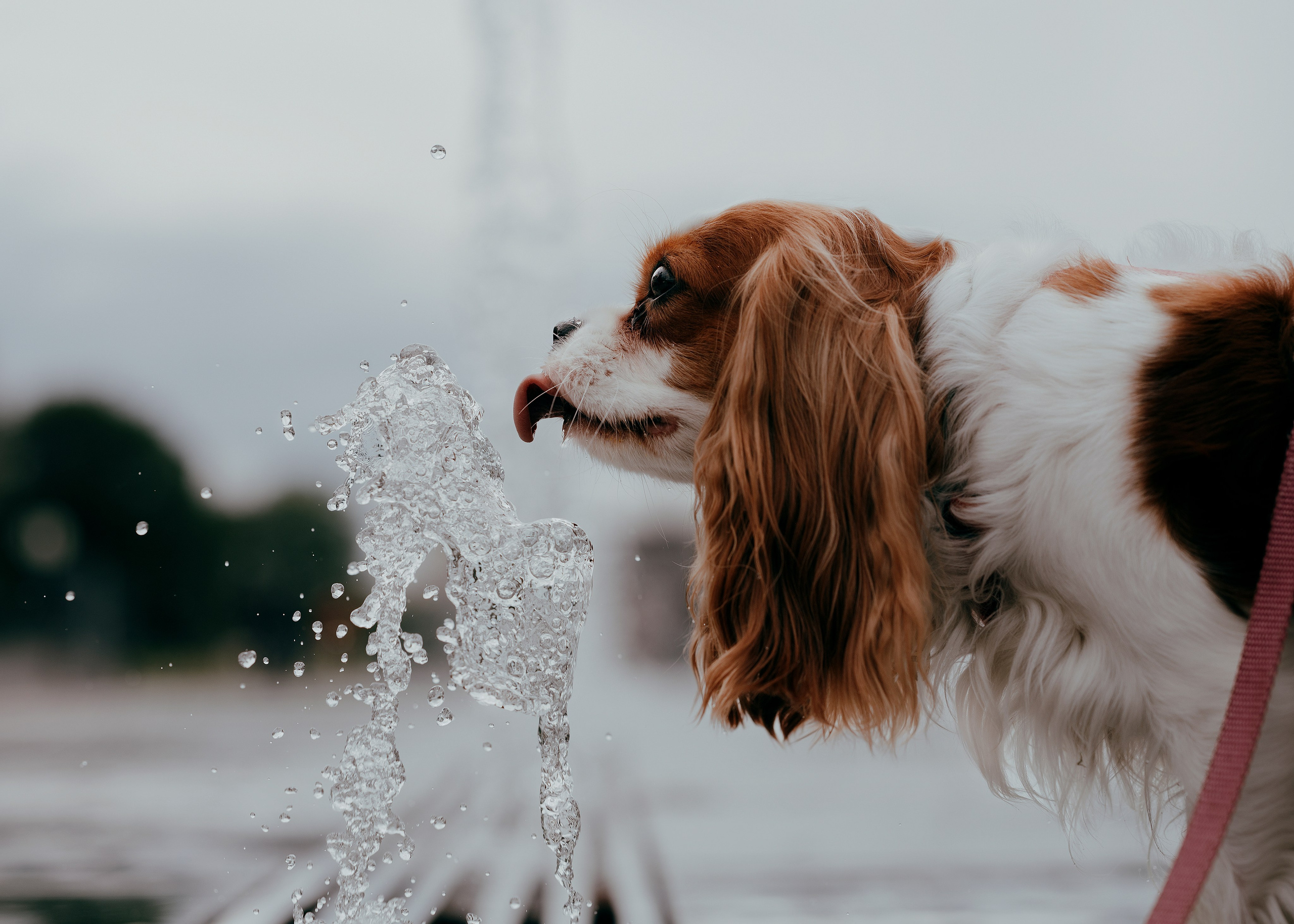 Дольче. Фотограф- анималист Александра Матвеева