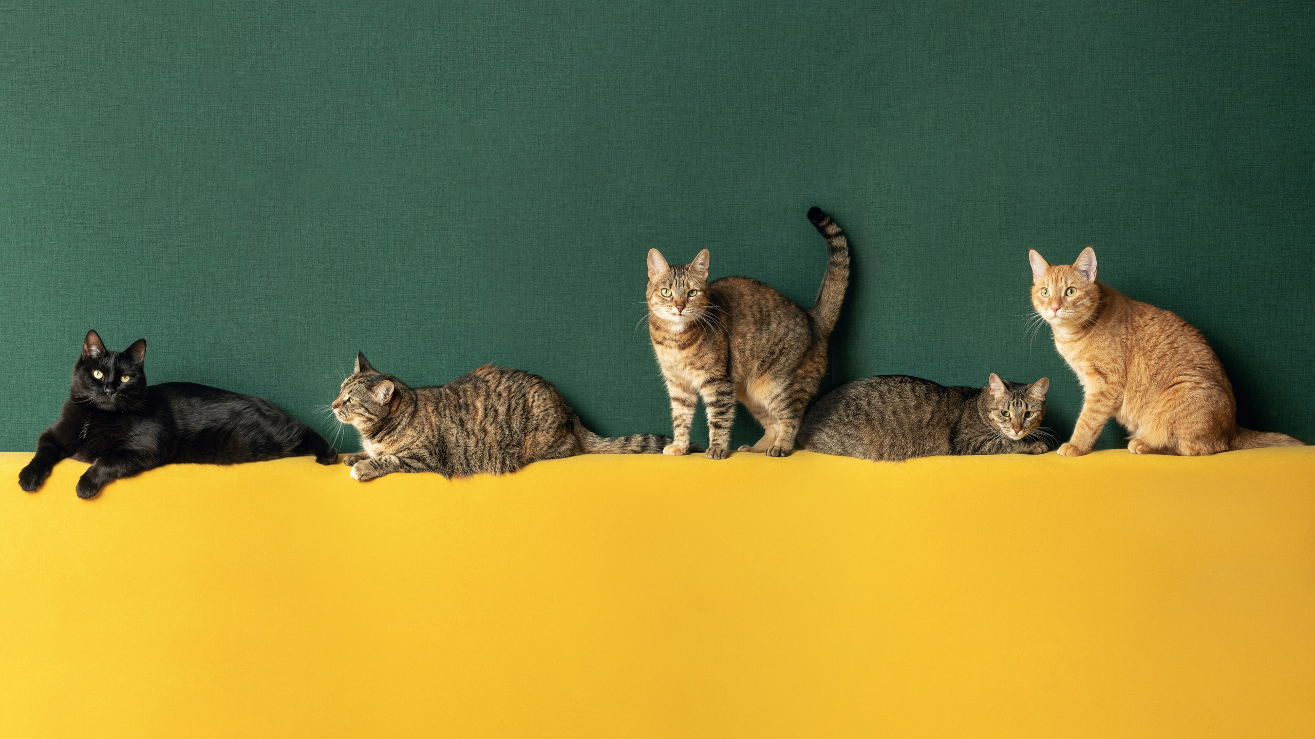 Домашняя съёмка. Фотограф животных и людей в Санкт-Петербурге Дарья Быстрицкая