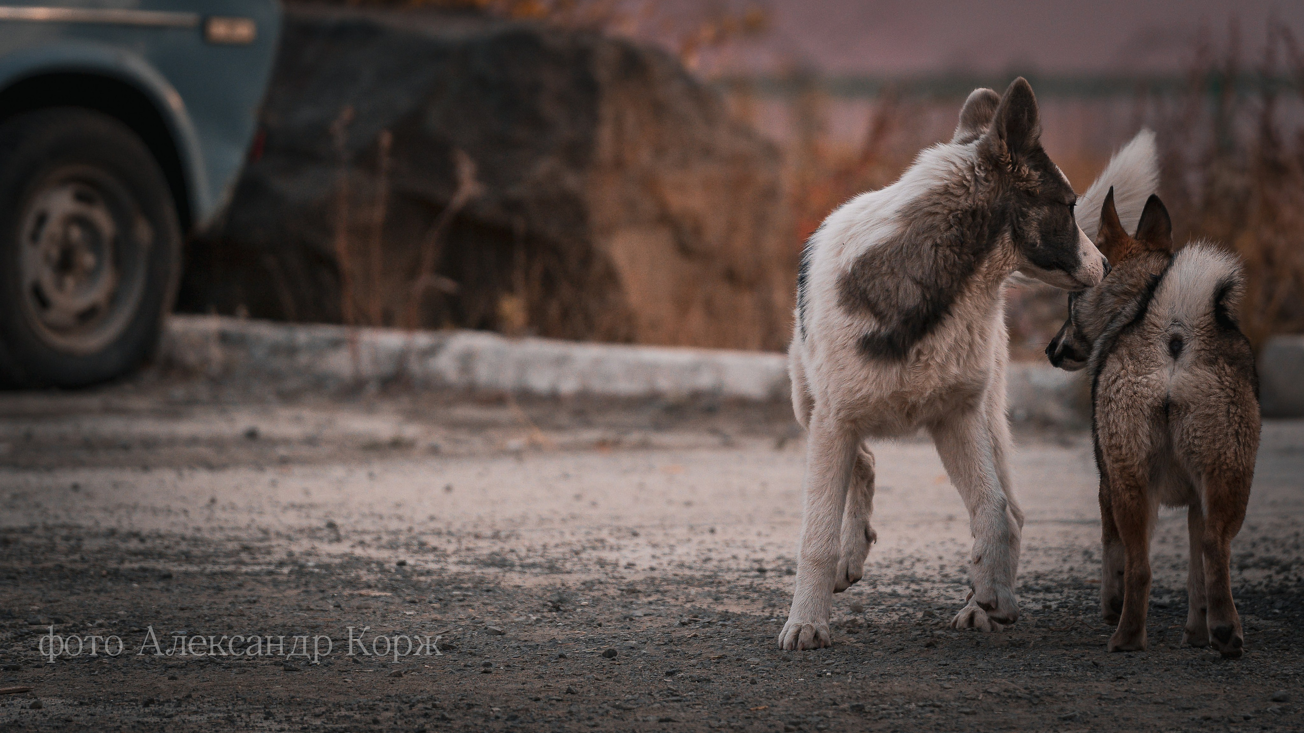 Животные. Фотографии и видеосъемка, Айхал, Удачный, Якутия. Фотографии Айхал