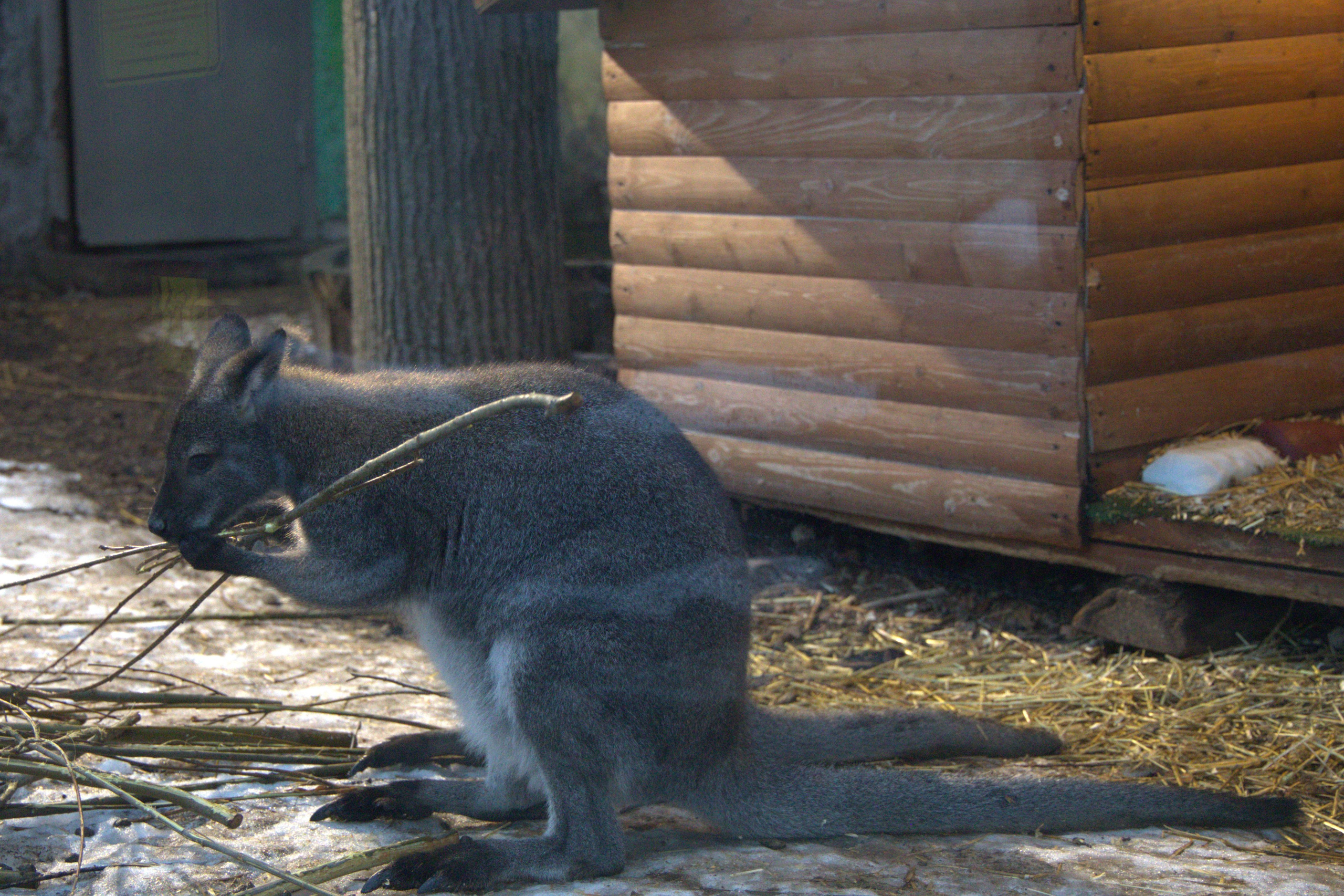 ЗООПАРК. ФОТОГРАФ В МОСКВЕ СТАНИСЛАВ КОБЗЕВ