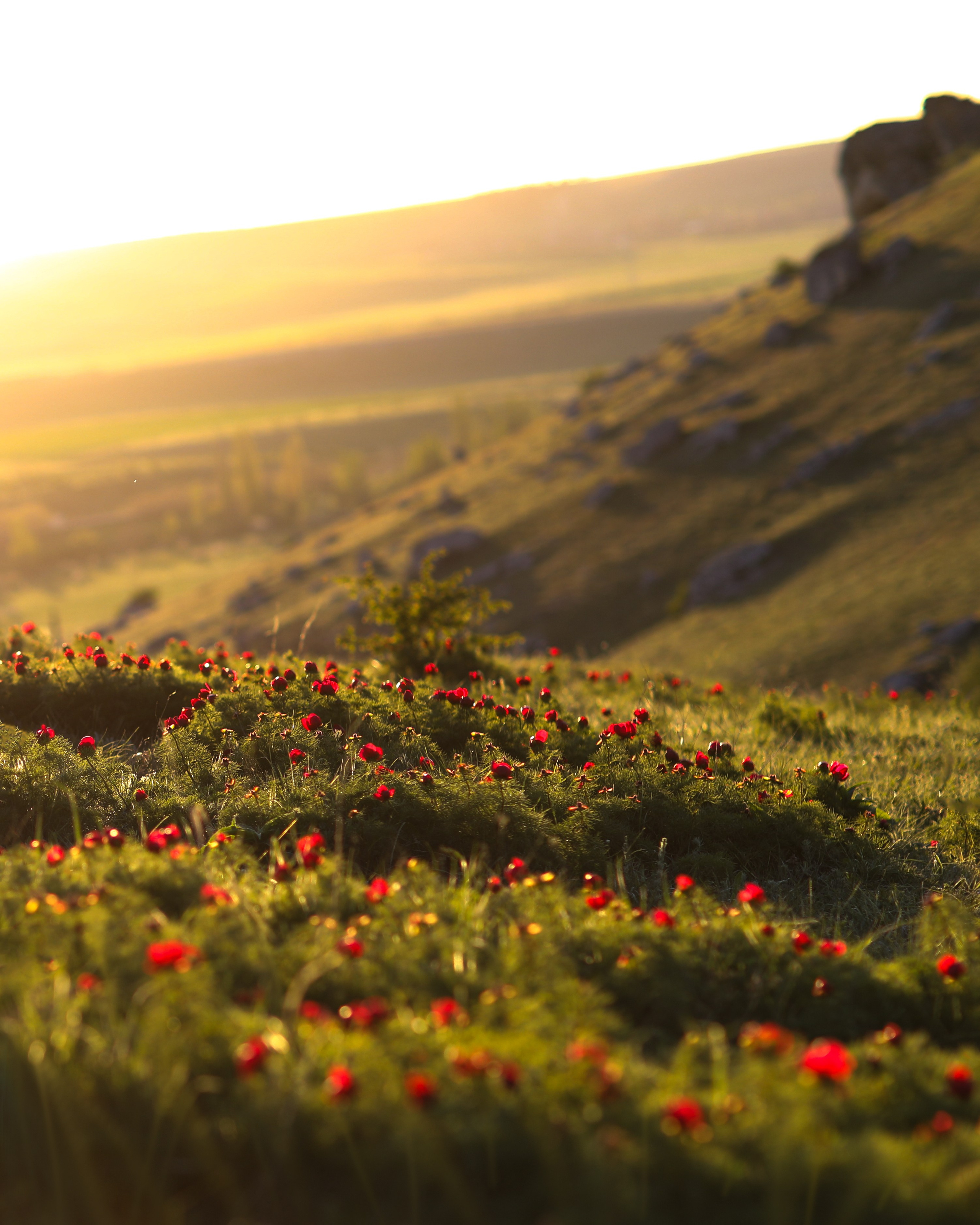 ПИОНЫ. Фотограф Севастополь/Крым Светлана Евтушенко