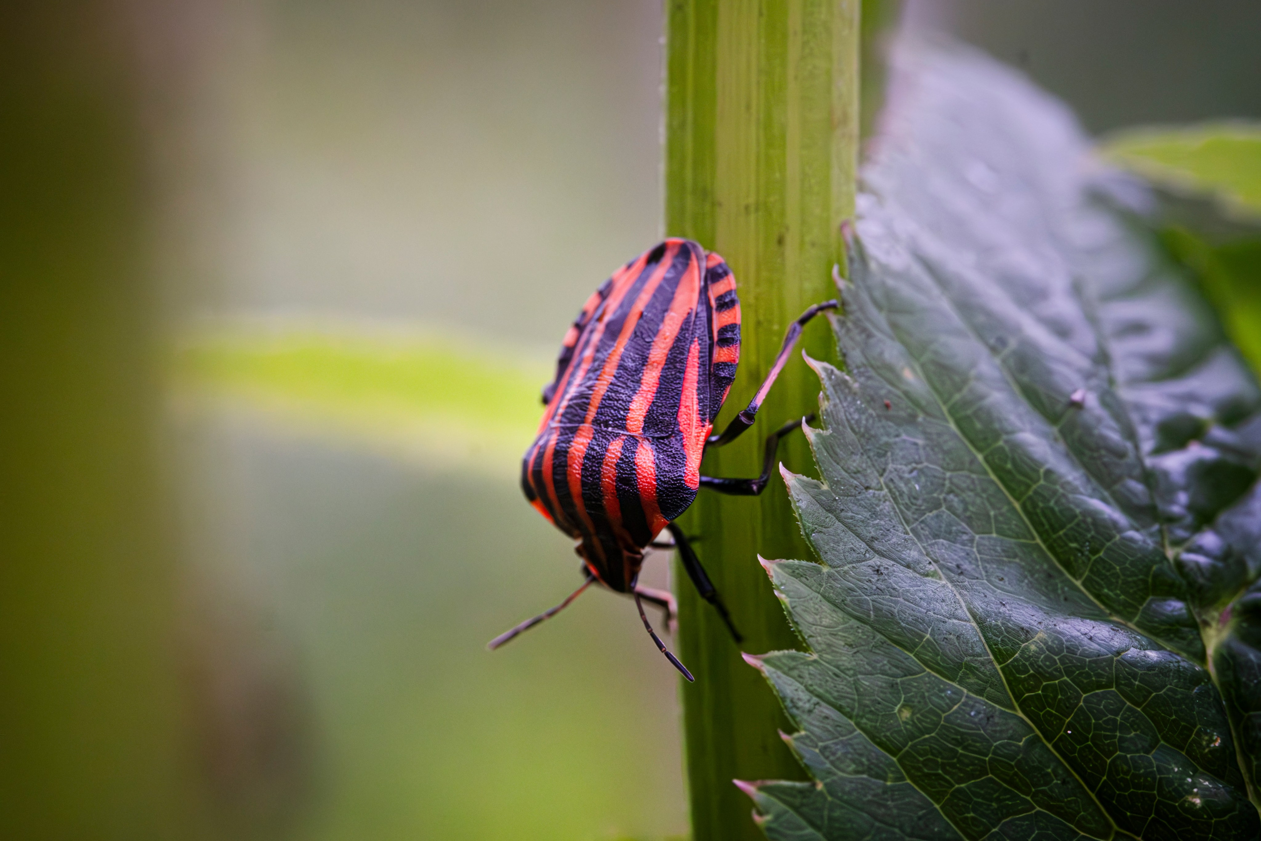 Макро жизнь. KRUTOVA_фотографирую жизнь