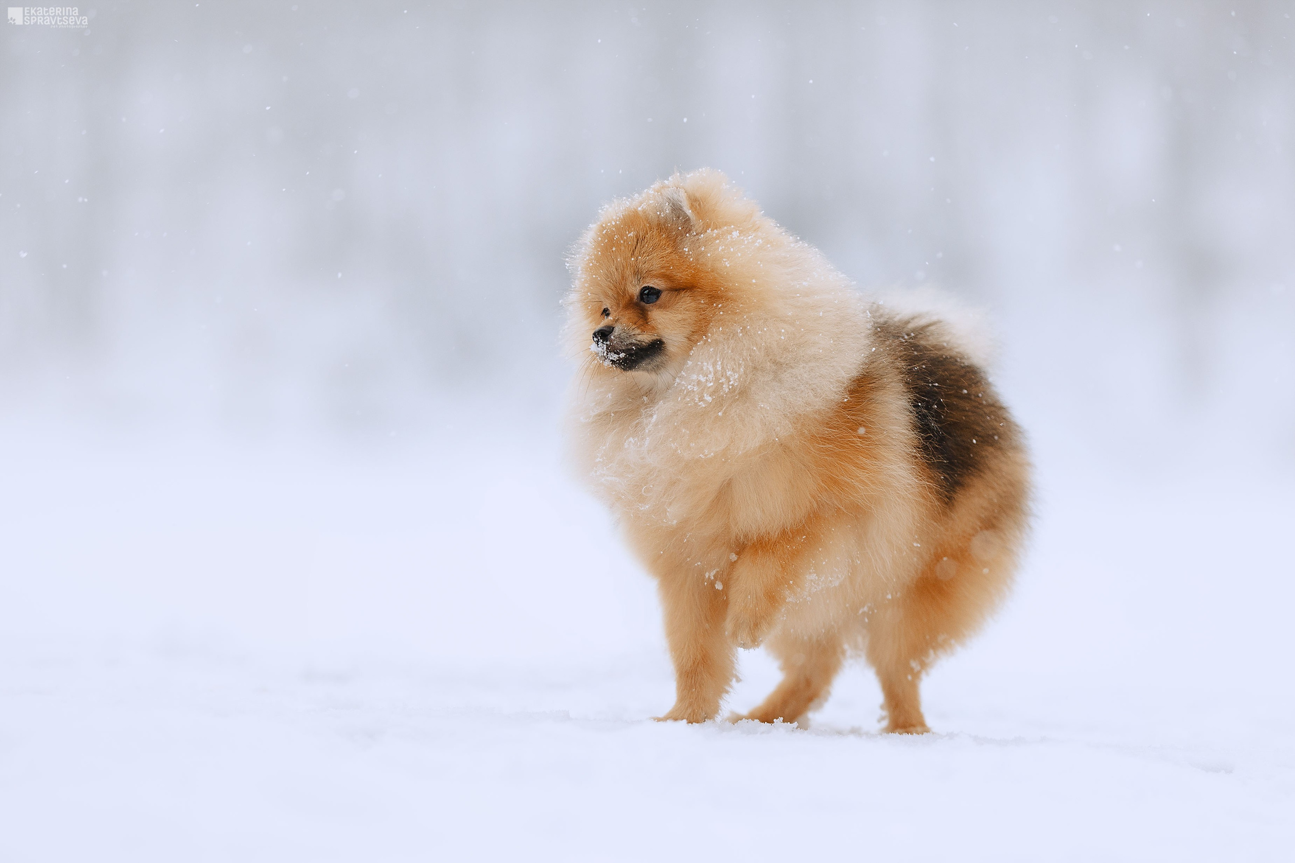 Екатерина Справцева фотограф анималист - портфолио фото. Фотограф Анималист Екатерина Справцева в Нижнем Новгороде