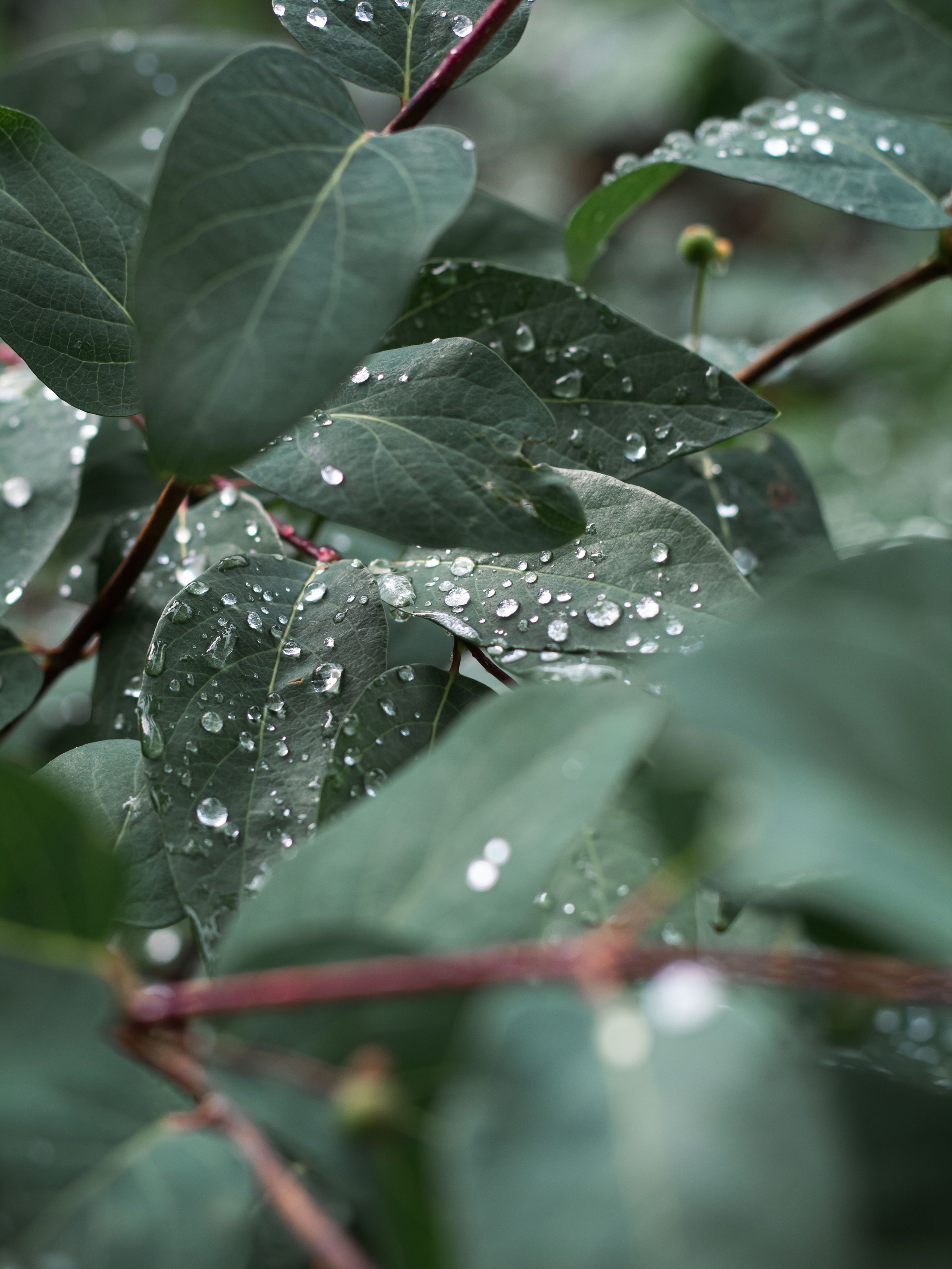 После дождя. Dmitriy [KCCC] is a pretty cool photographer