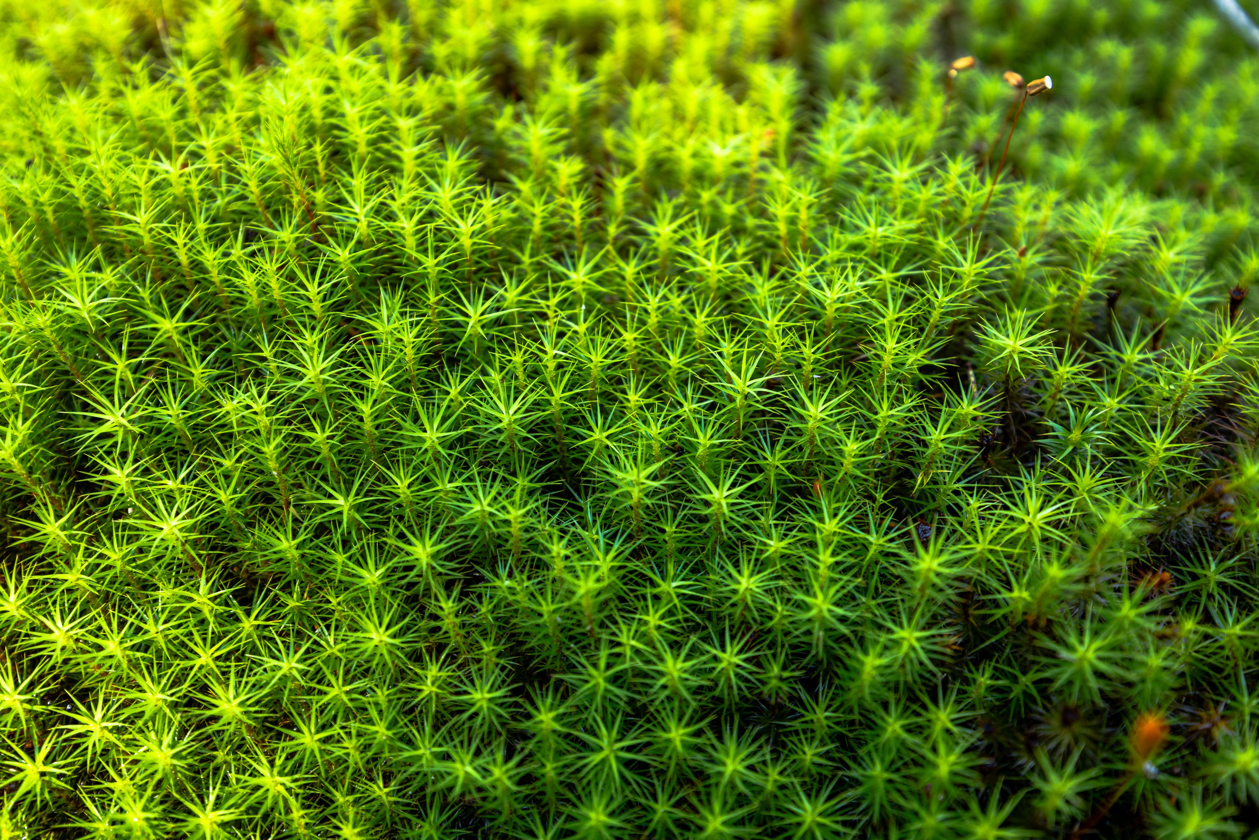 Ладога. Автомобильная фотография в Санкт-Петербурге