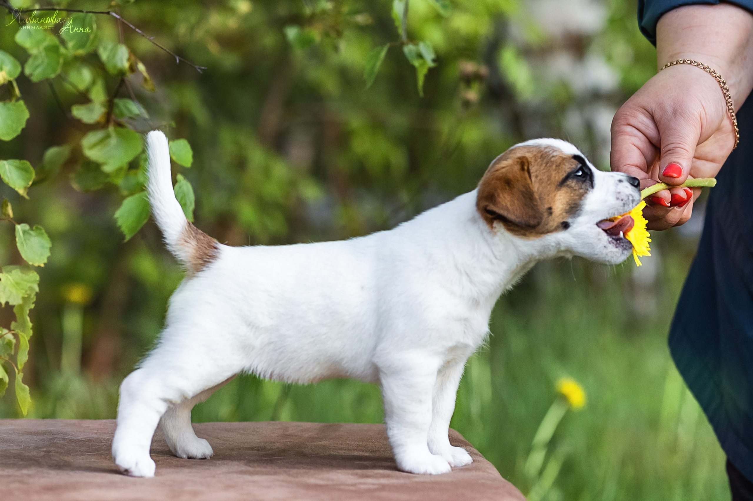 Джеки. Фотограф анималист Аня Ливанова | Рыбинск