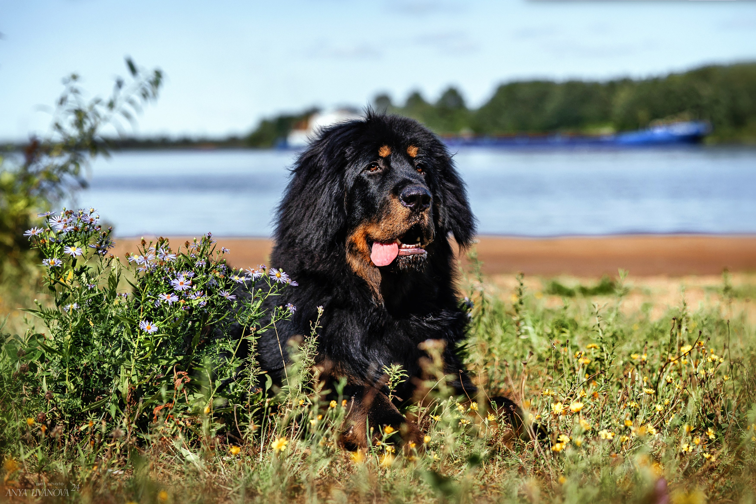 Адмирал. Фотограф анималист Аня Ливанова | Рыбинск