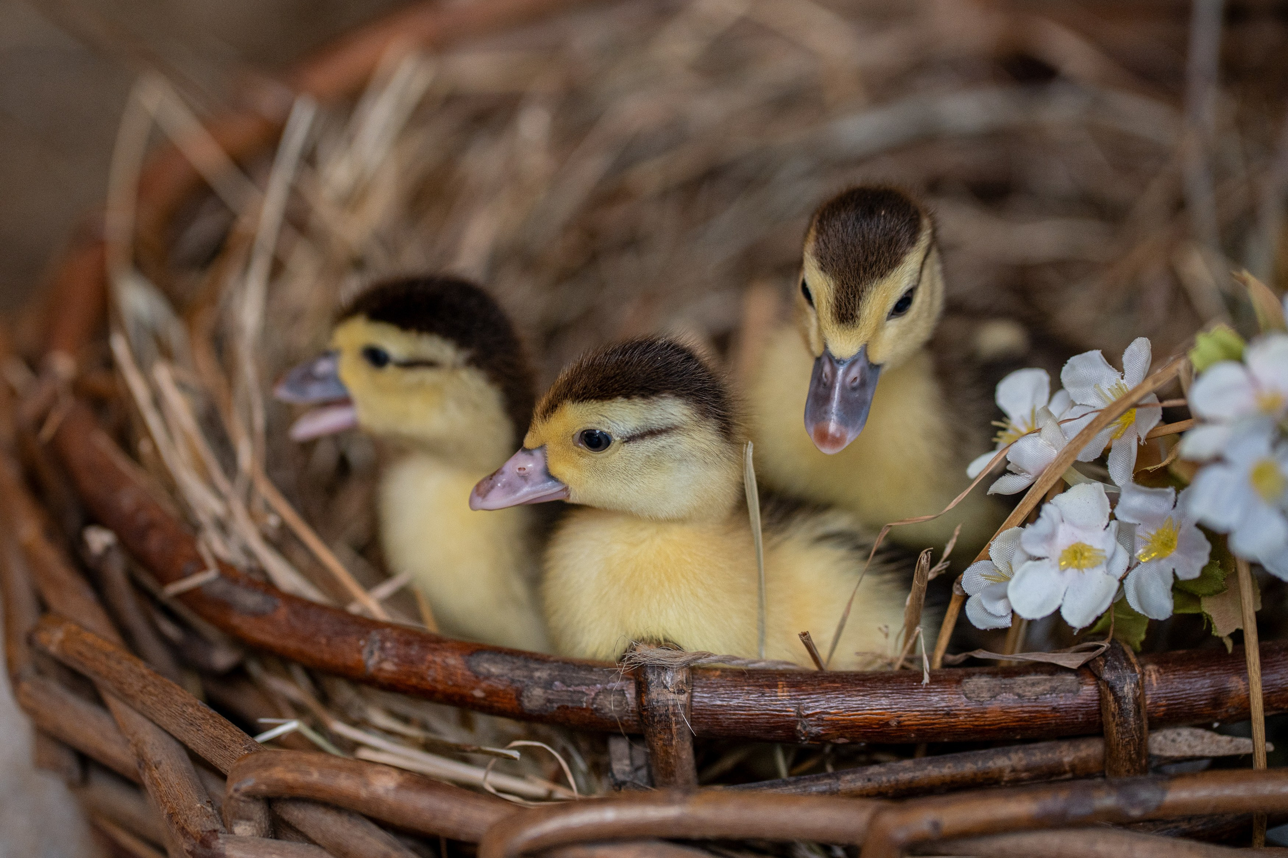 Анимализм. Портретный фотограф Олеся Владимирова в Москве