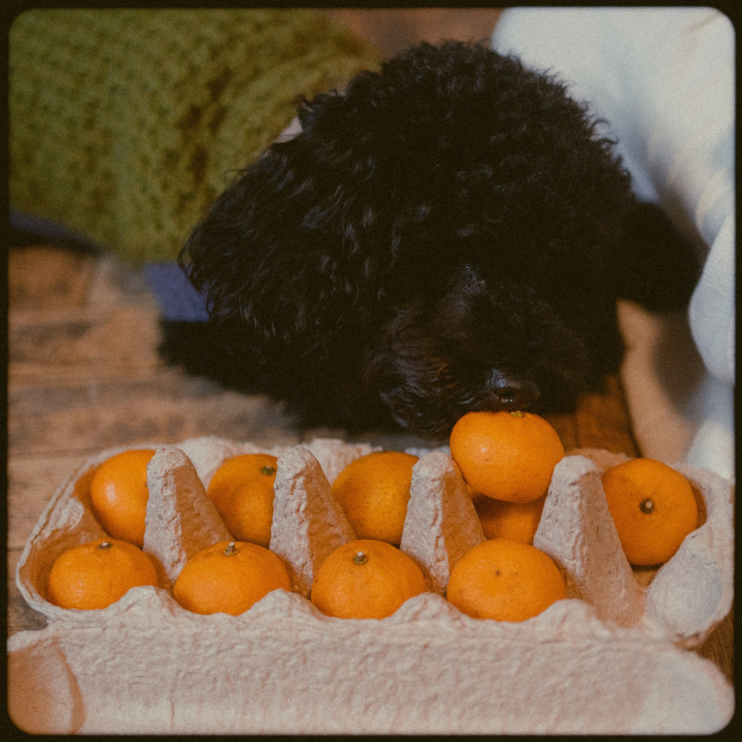 Полина и Мия. Фотораф — анималист Мария Шистка