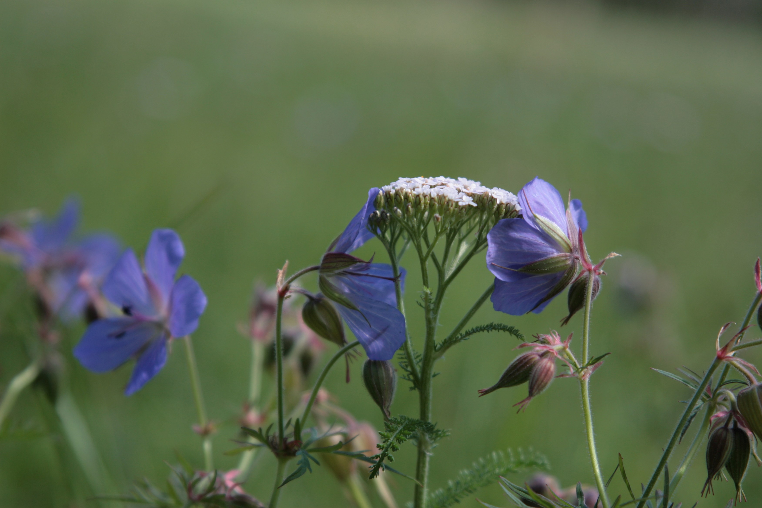 Фото Природы Забайкалья. Студия Максима Белослюдцева