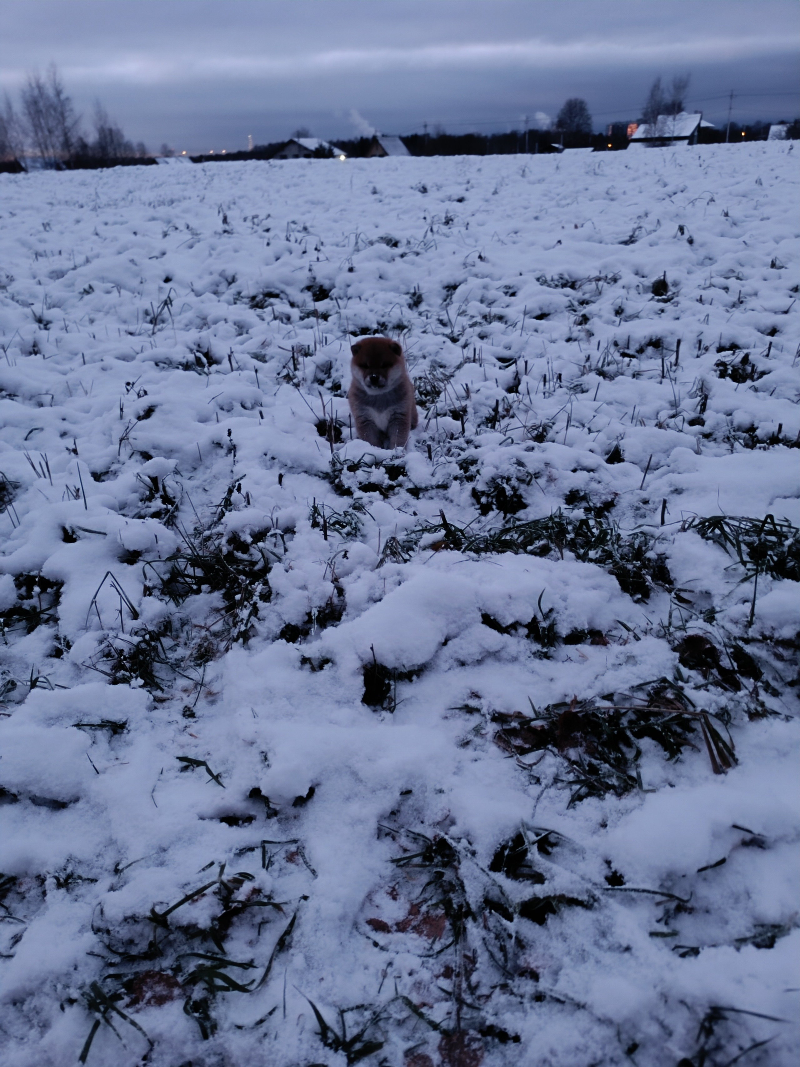 сиба питомник Рубилайт щенки на продажу rubylight  сиба щенки купить СПб Санкт-Петербург 