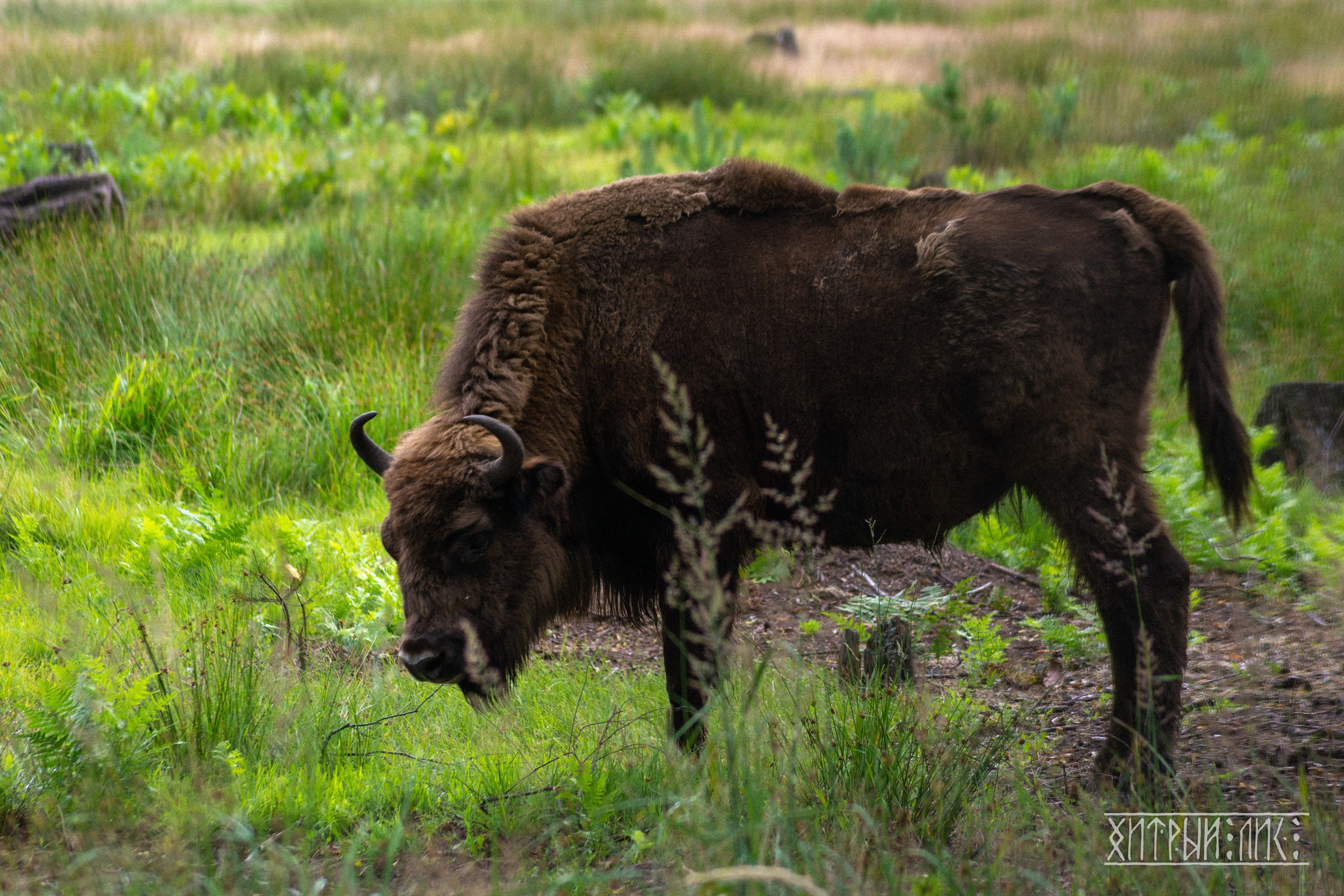 Беларусь. Фотограф-путешественник Самойлов Максим «Sly Fox»