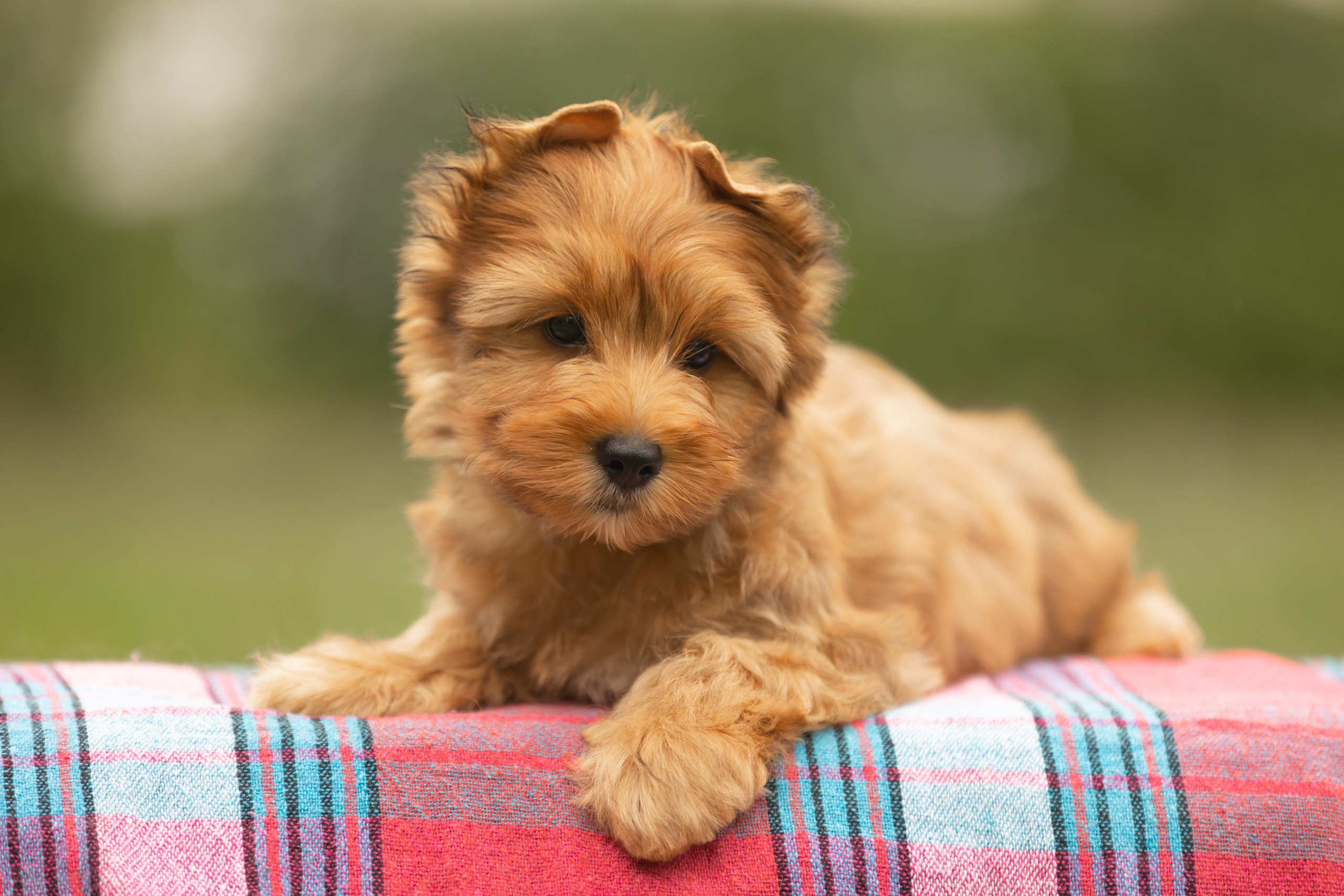 Собаки. Конный фотограф Валынкина Лера