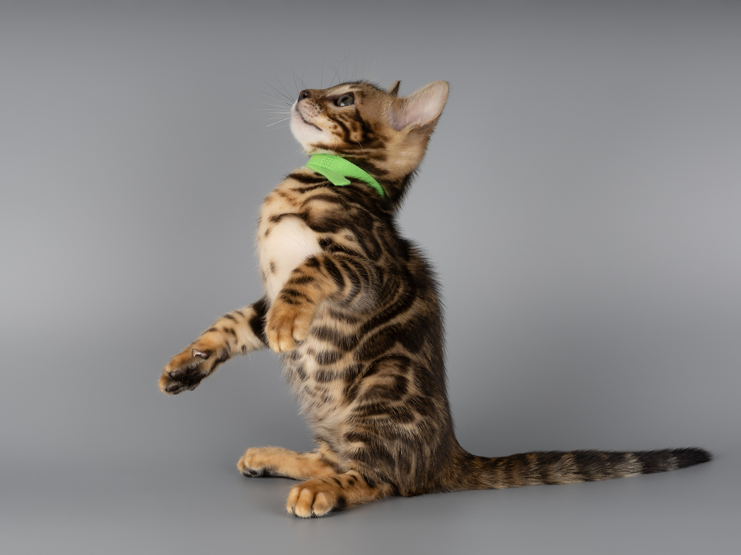 Бенгальские котята (студия). Фотограф-анималист в Москве, МО и Владимире