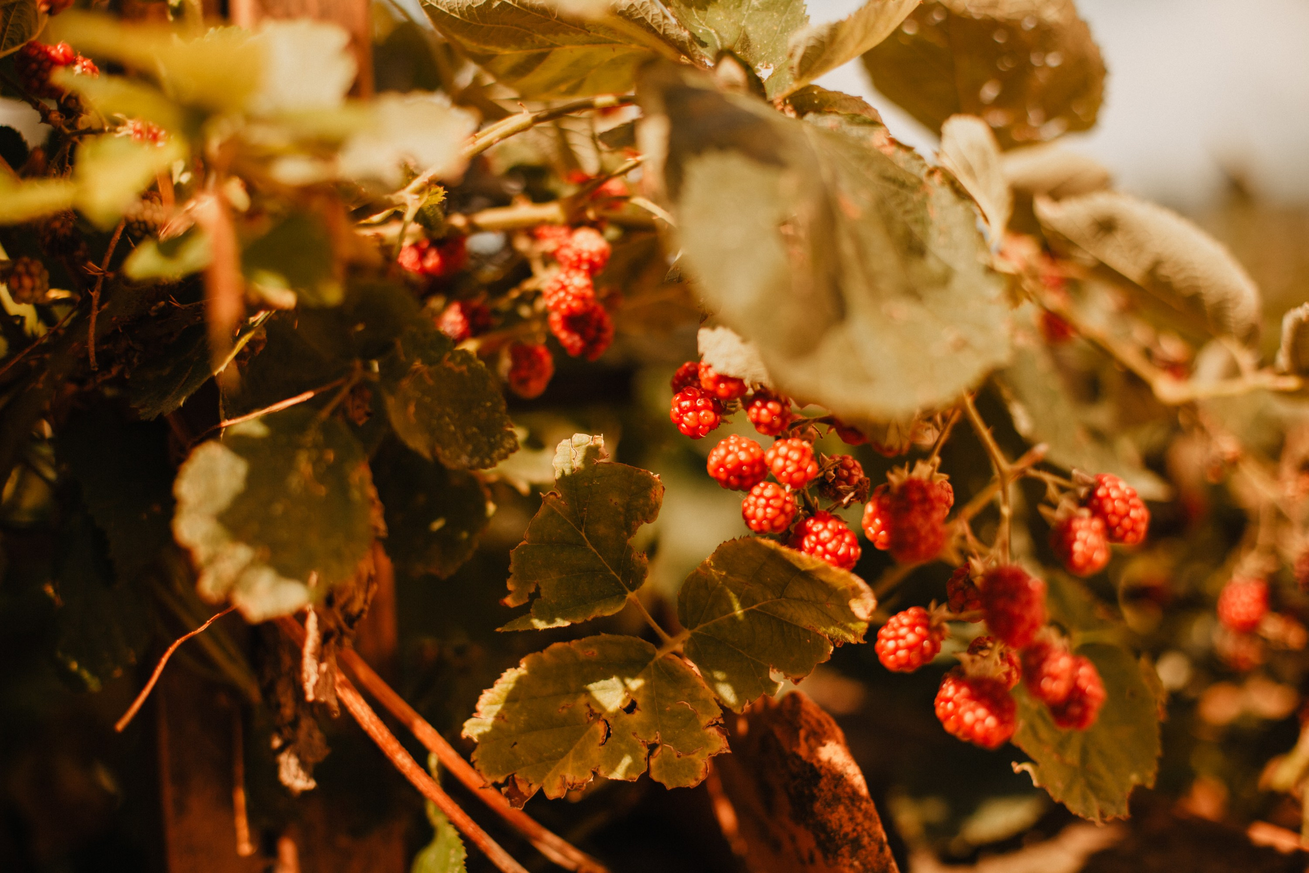 Грузинские каникулы. Violetta Skripka