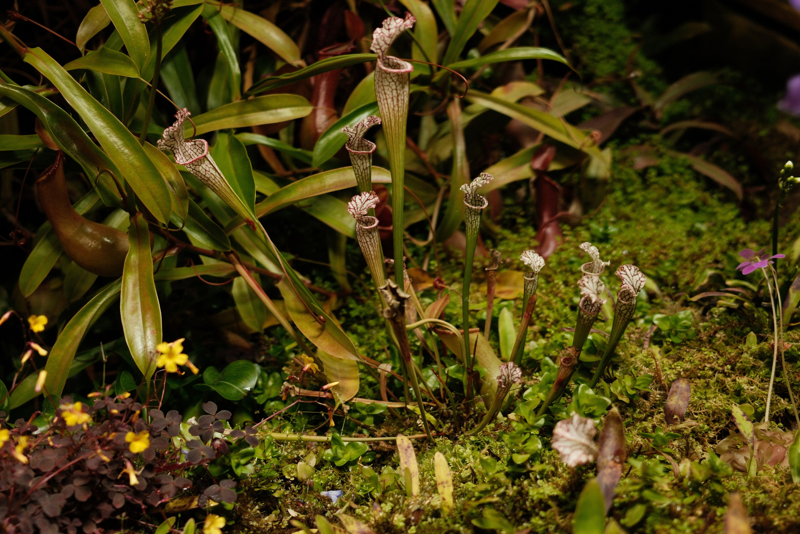 Аптекарский огород. Профессиональный фотограф в Москве Захар Ишутин
