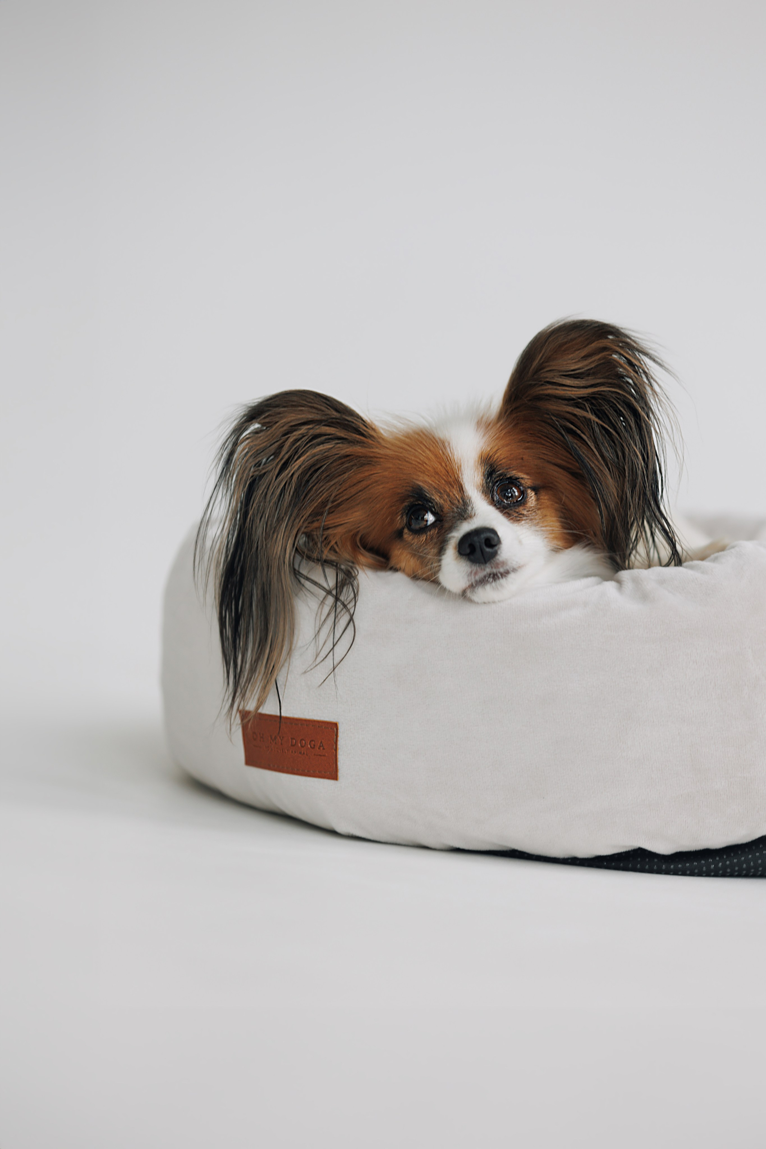 OH MY DOGA. Фотограф анималист Кристина Карпова, Москва