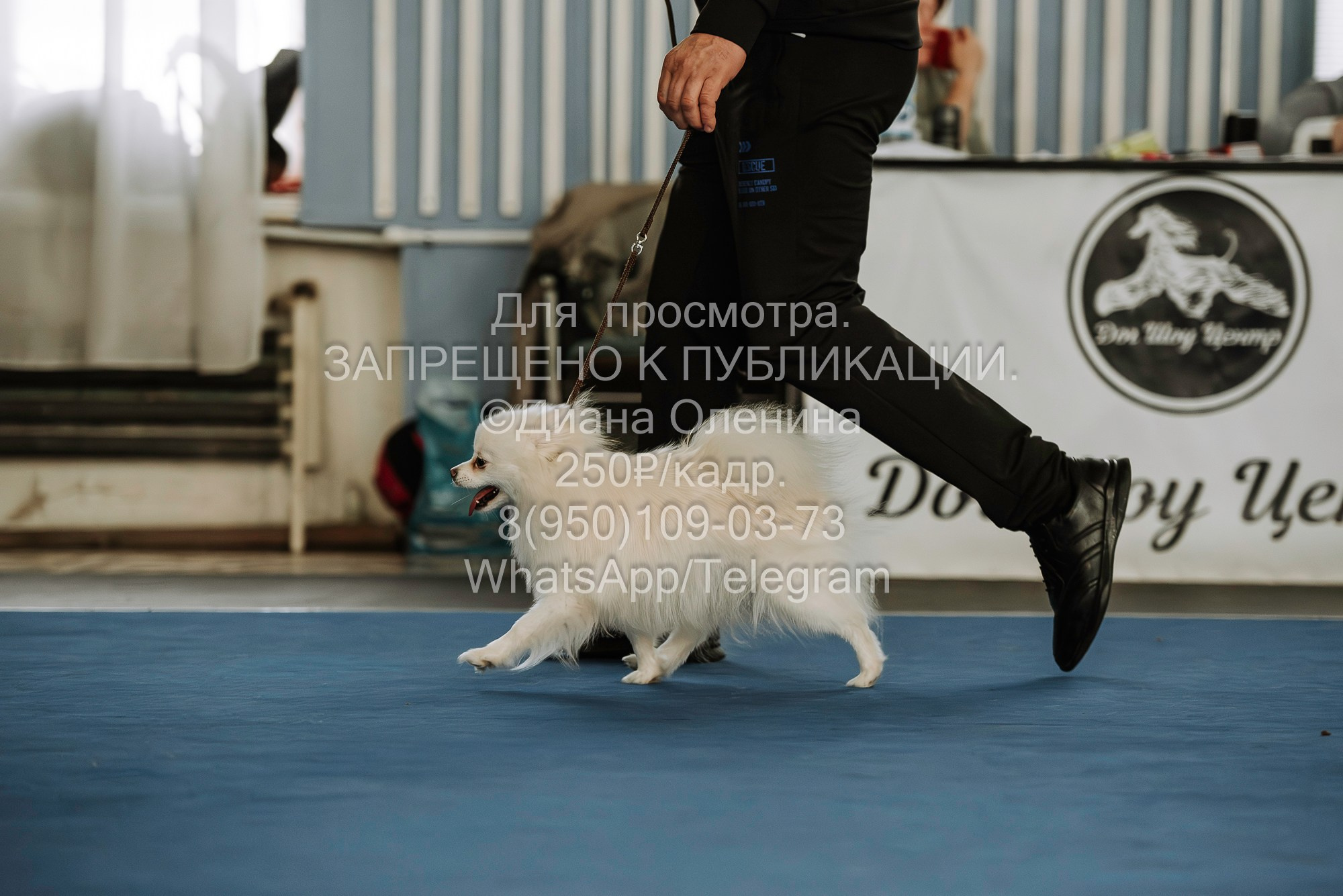 Выставка собак Красноярск 29.10.2023. Фотограф Диана Оленина Красноярск / Братск