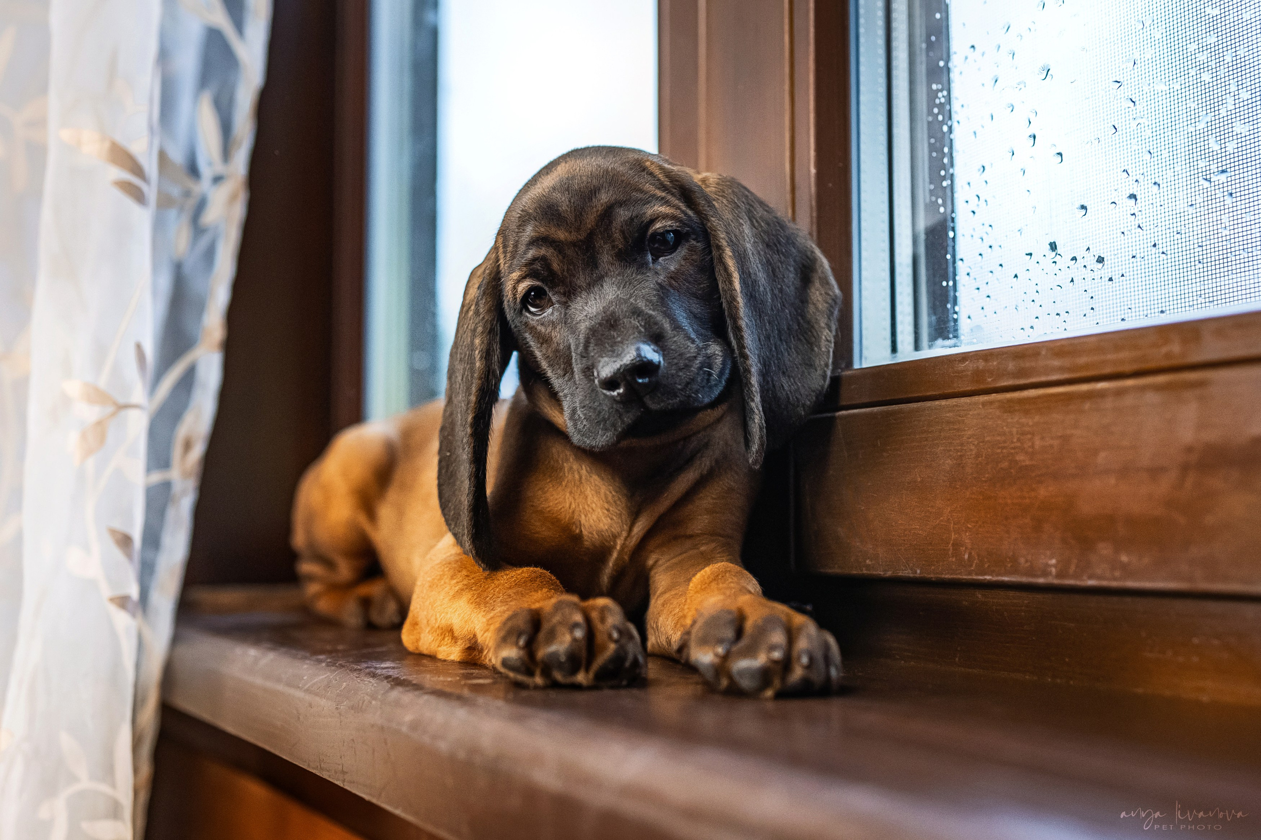 Баварцы. Фотограф анималист Аня Ливанова | Рыбинск