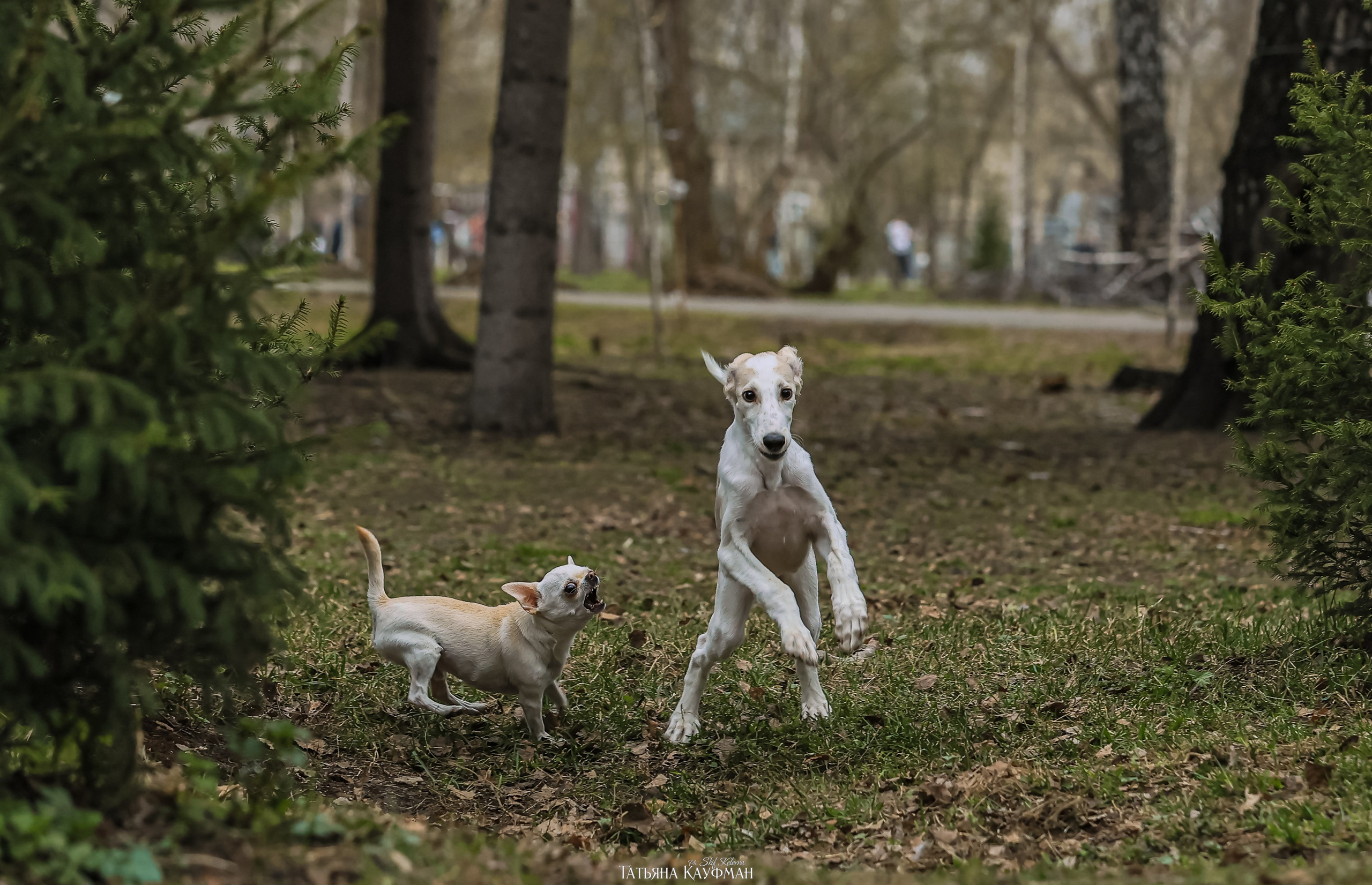 Салюки, фотография салюки, красивая собака, фотограф анималист, фотокурс Анималистика, научиться фотографировать собак, фотограф Новосибирск