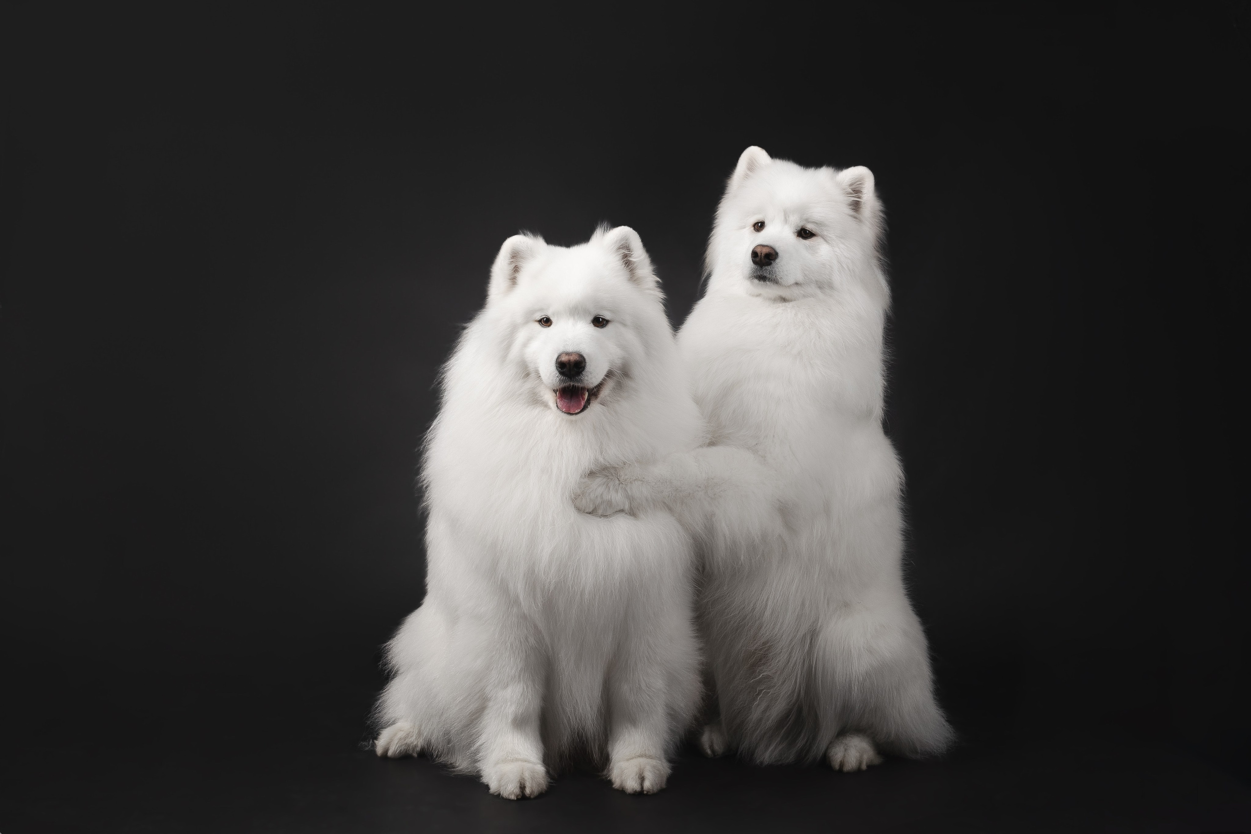 Самоеды в студии. Фотограф анималист в Москве Майорова Евгения