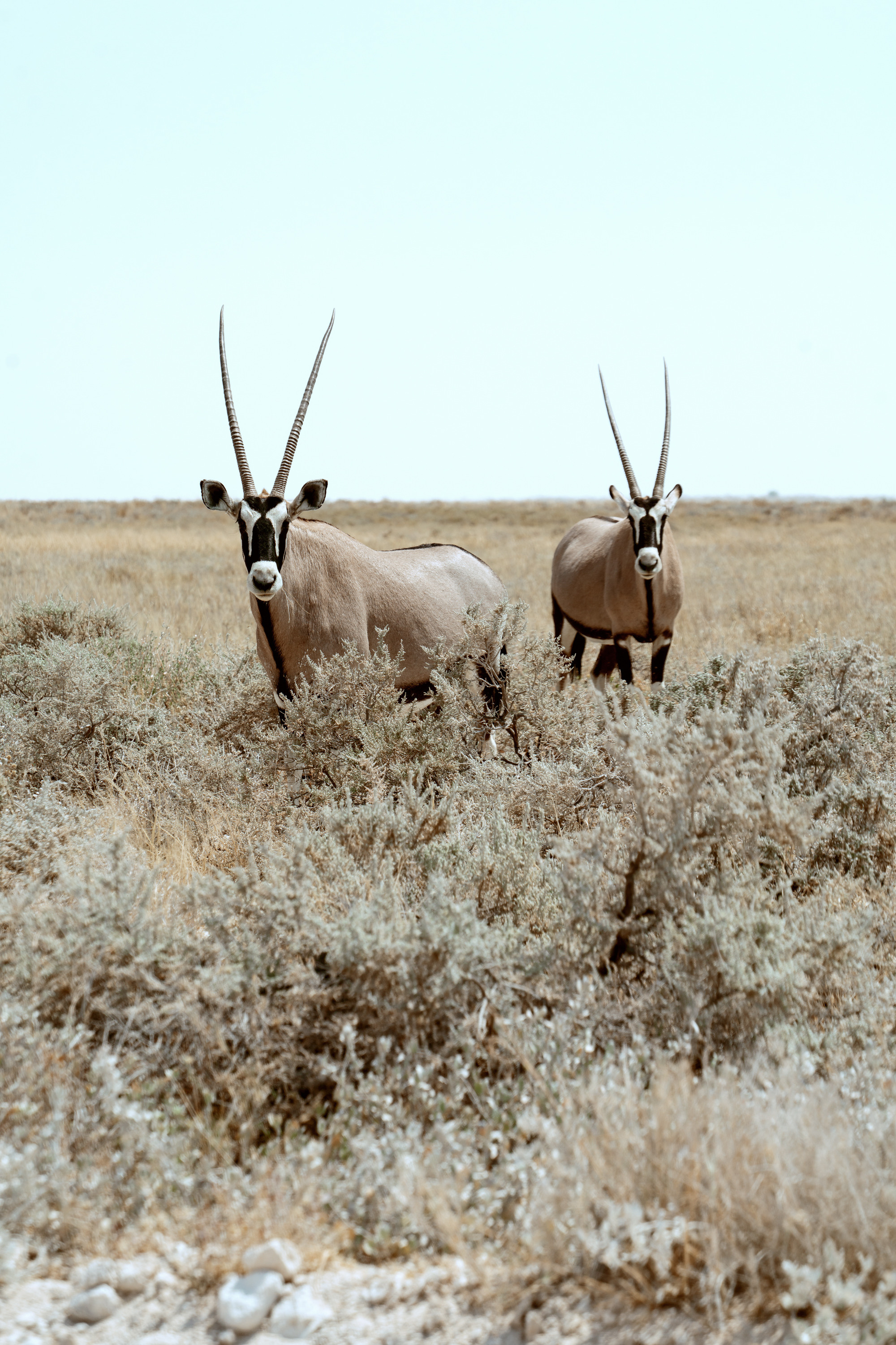Южная Африка. Фотограф в Хабаровске. Фотография за 24 часа