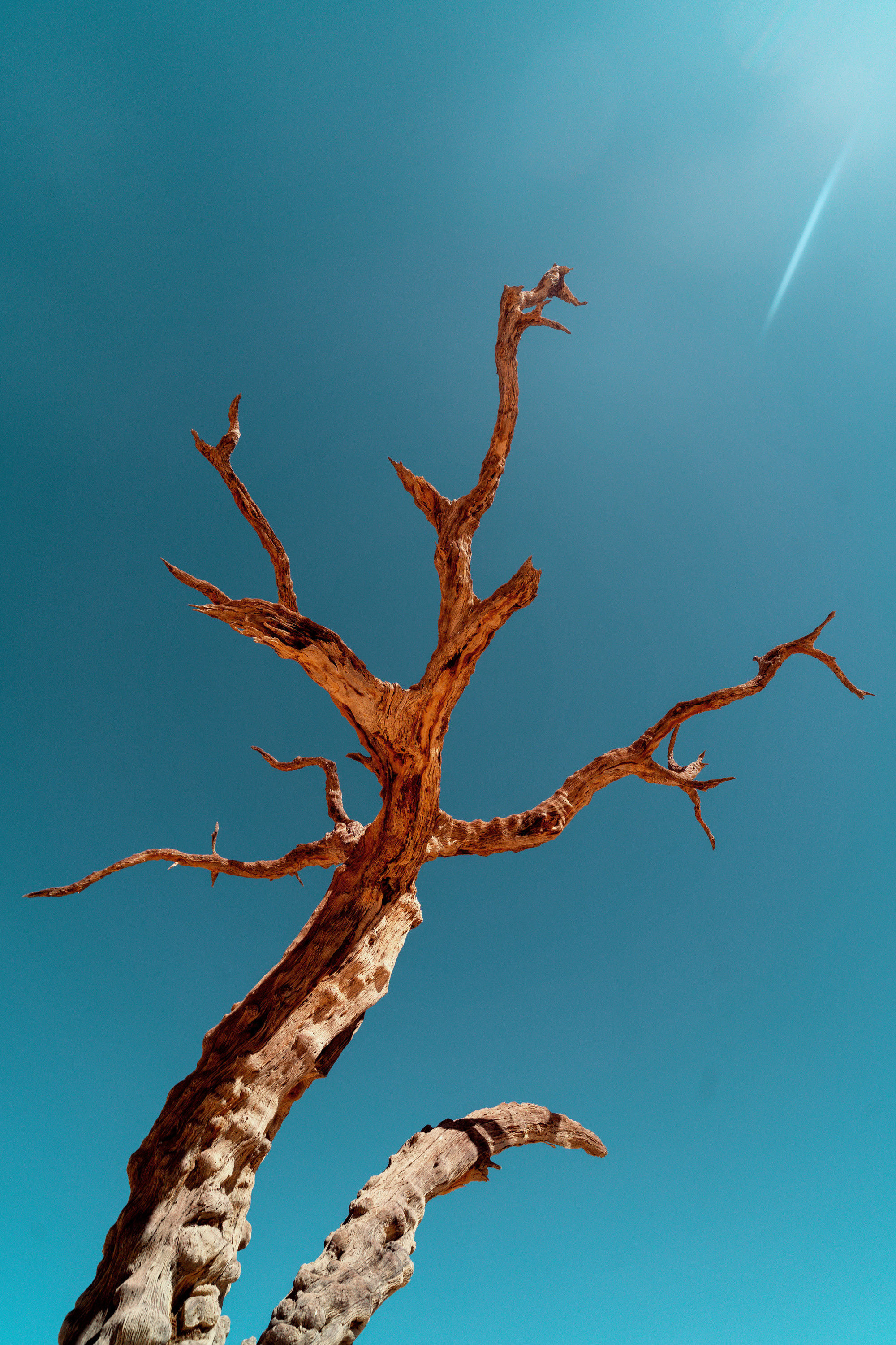 Южная Африка. Фотограф в Хабаровске. Фотография за 24 часа