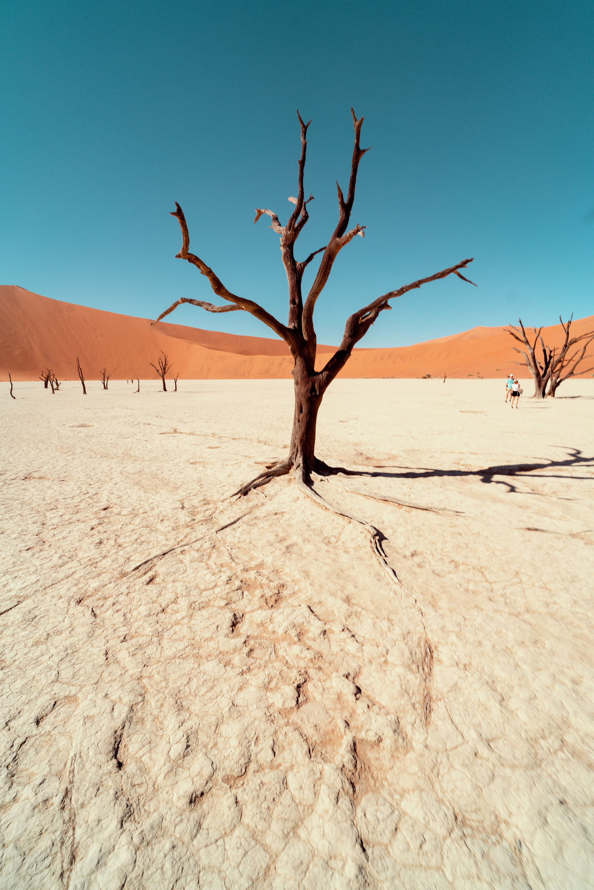 Южная Африка. Фотограф в Хабаровске. Фотография за 24 часа