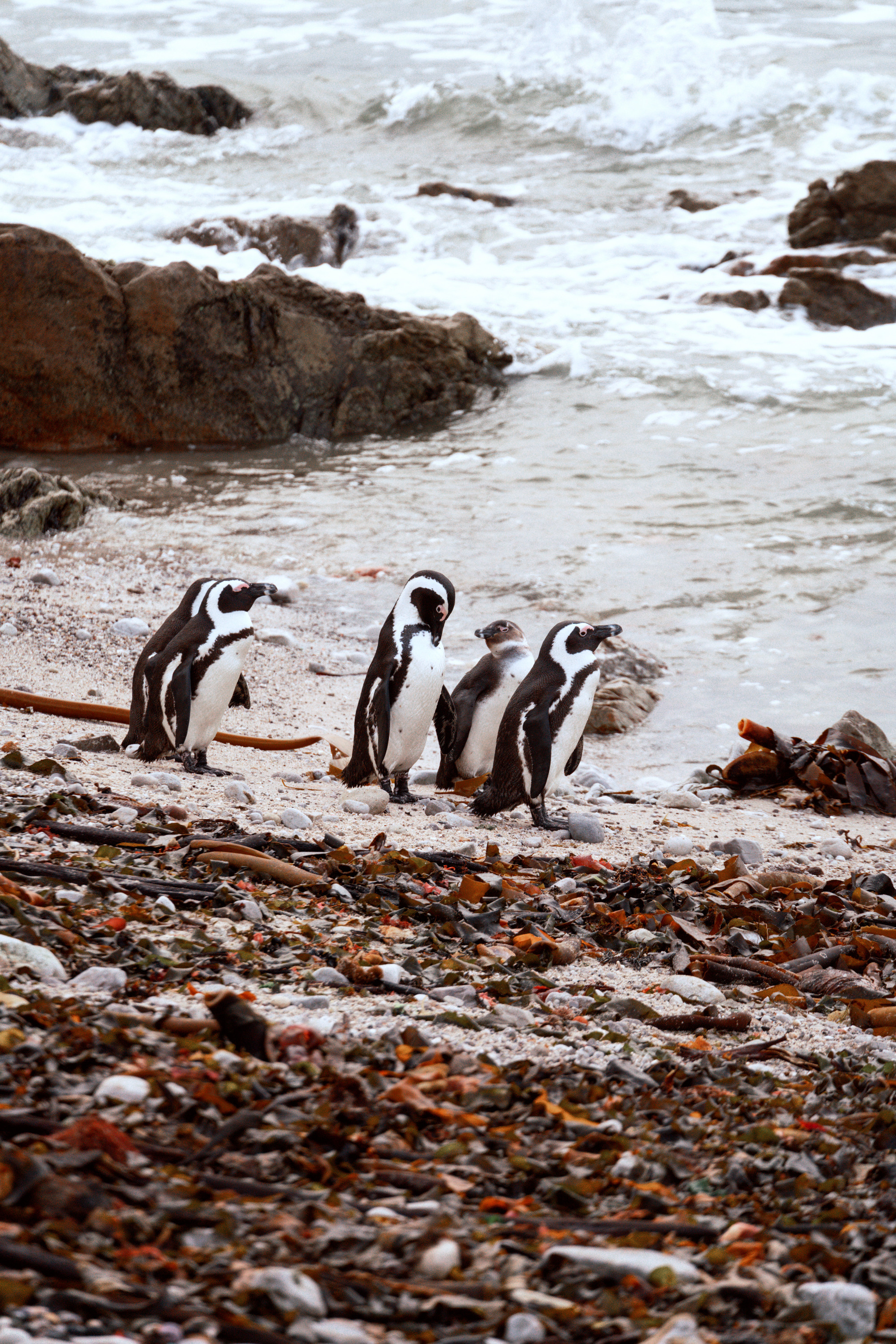 Южная Африка. Фотограф в Хабаровске. Фотография за 24 часа