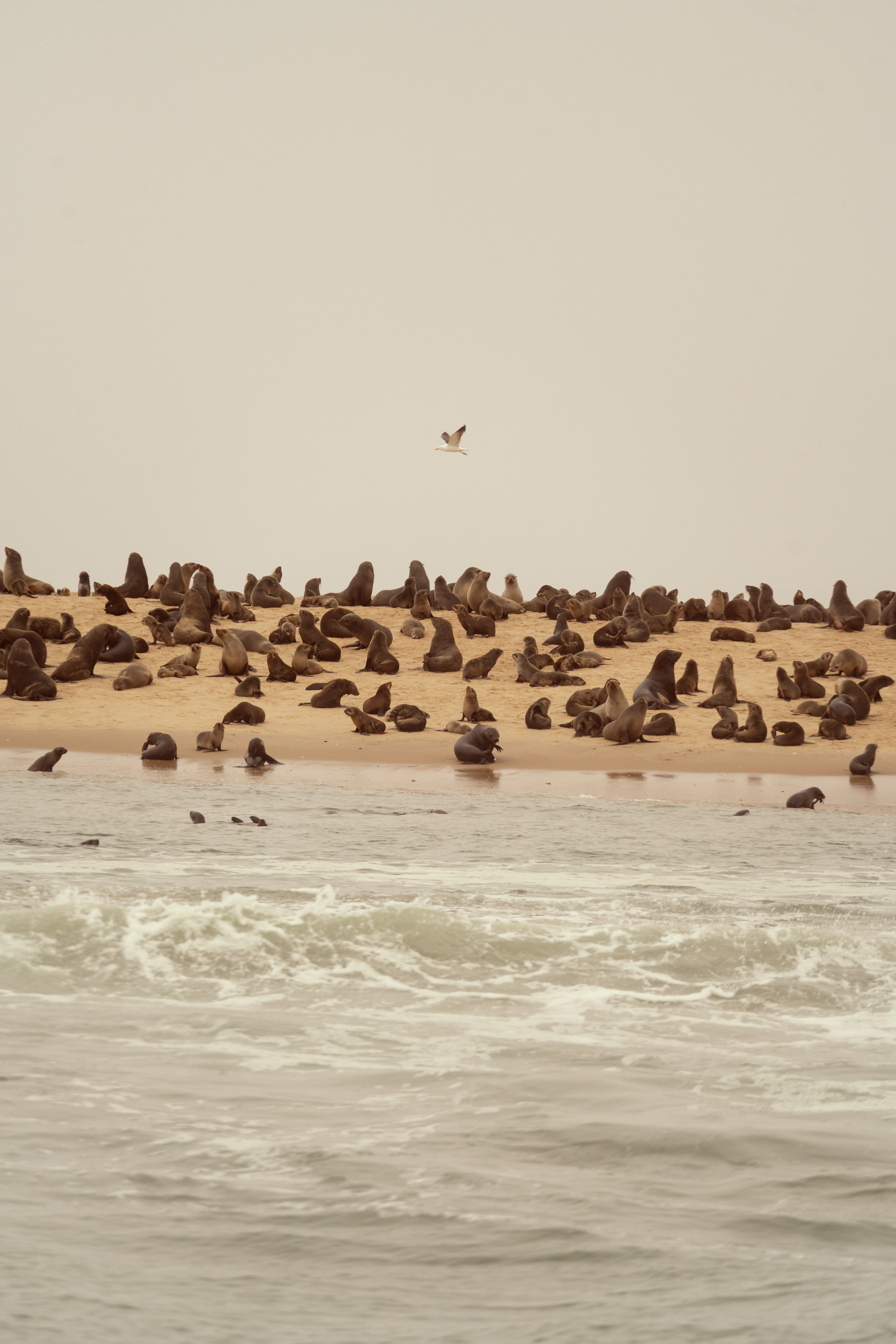 Южная Африка. Фотограф в Хабаровске. Фотография за 24 часа