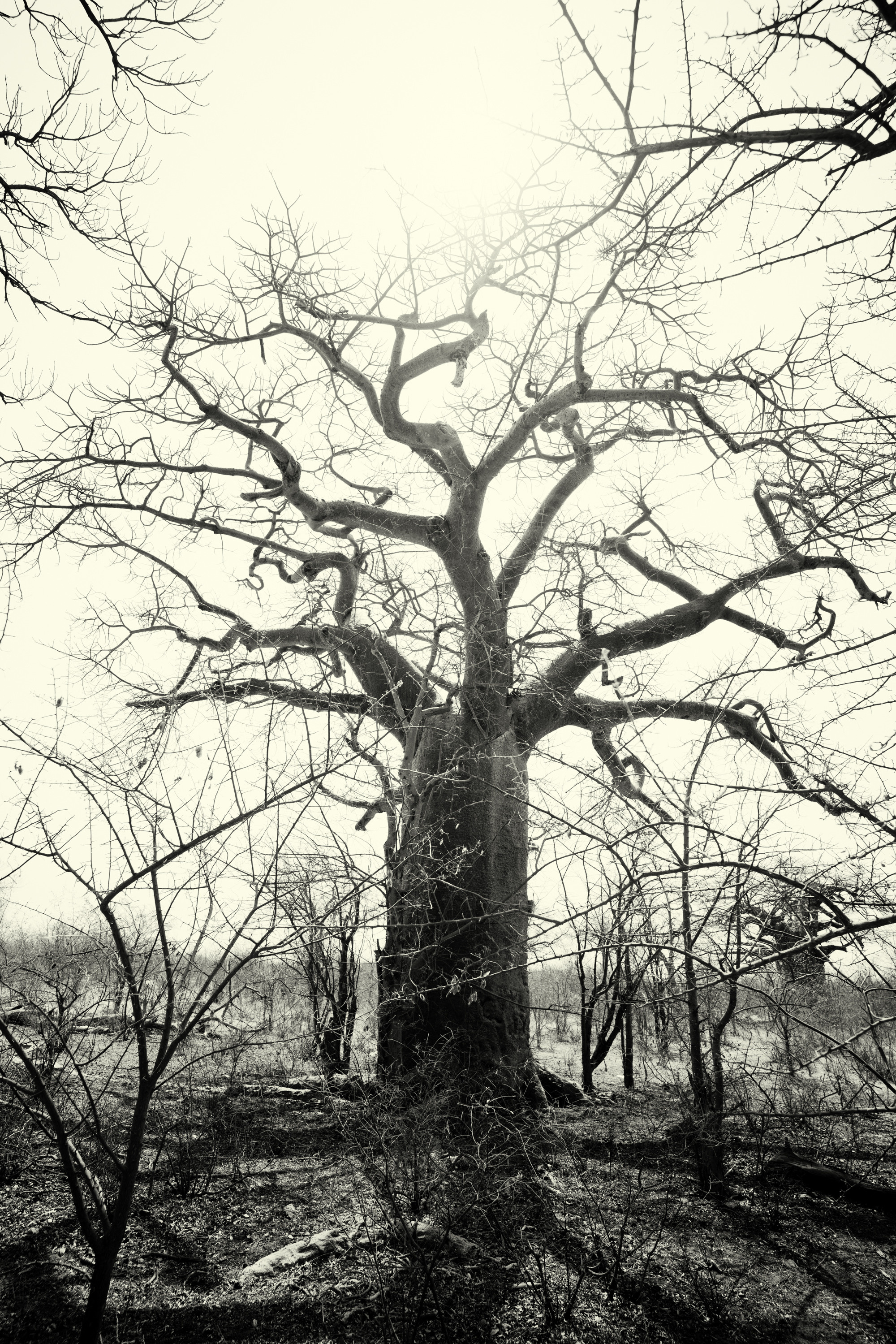 Южная Африка. Фотограф в Хабаровске. Фотография за 24 часа