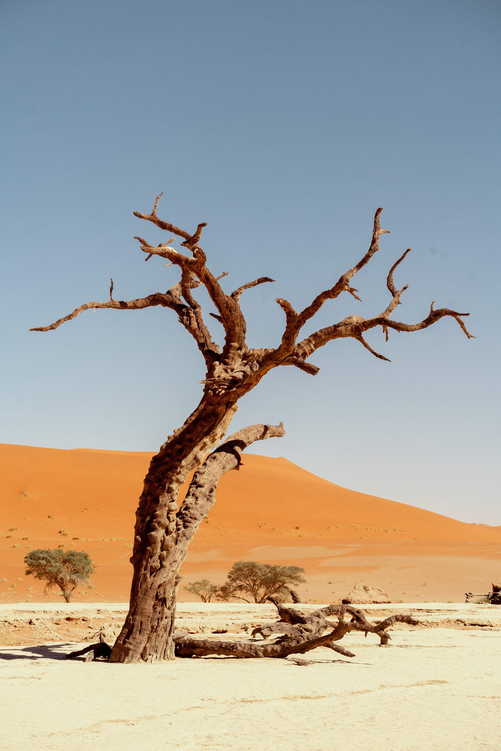 Южная Африка. Фотограф в Хабаровске. Фотография за 24 часа