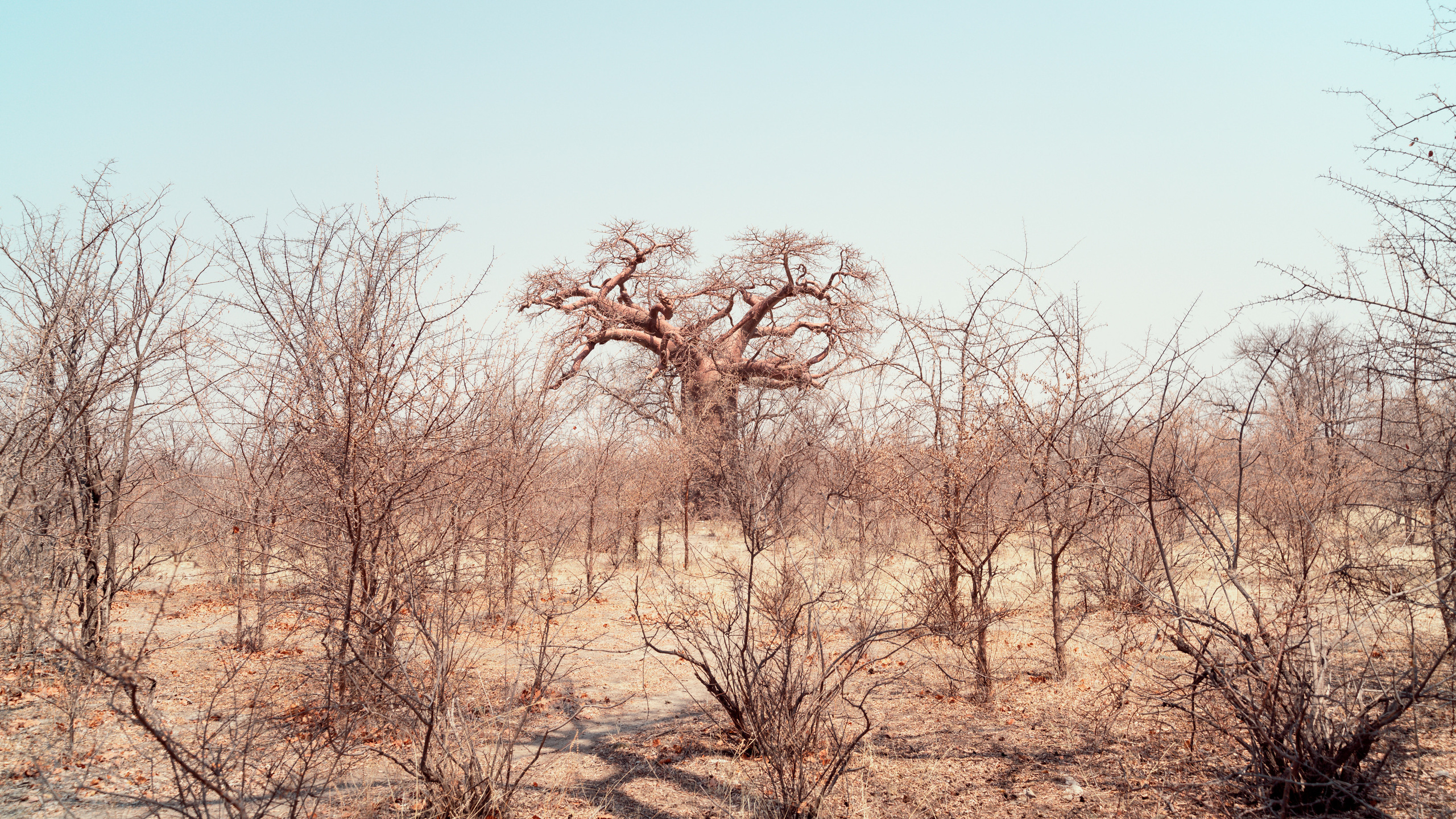 Южная Африка. Фотограф в Хабаровске. Фотография за 24 часа