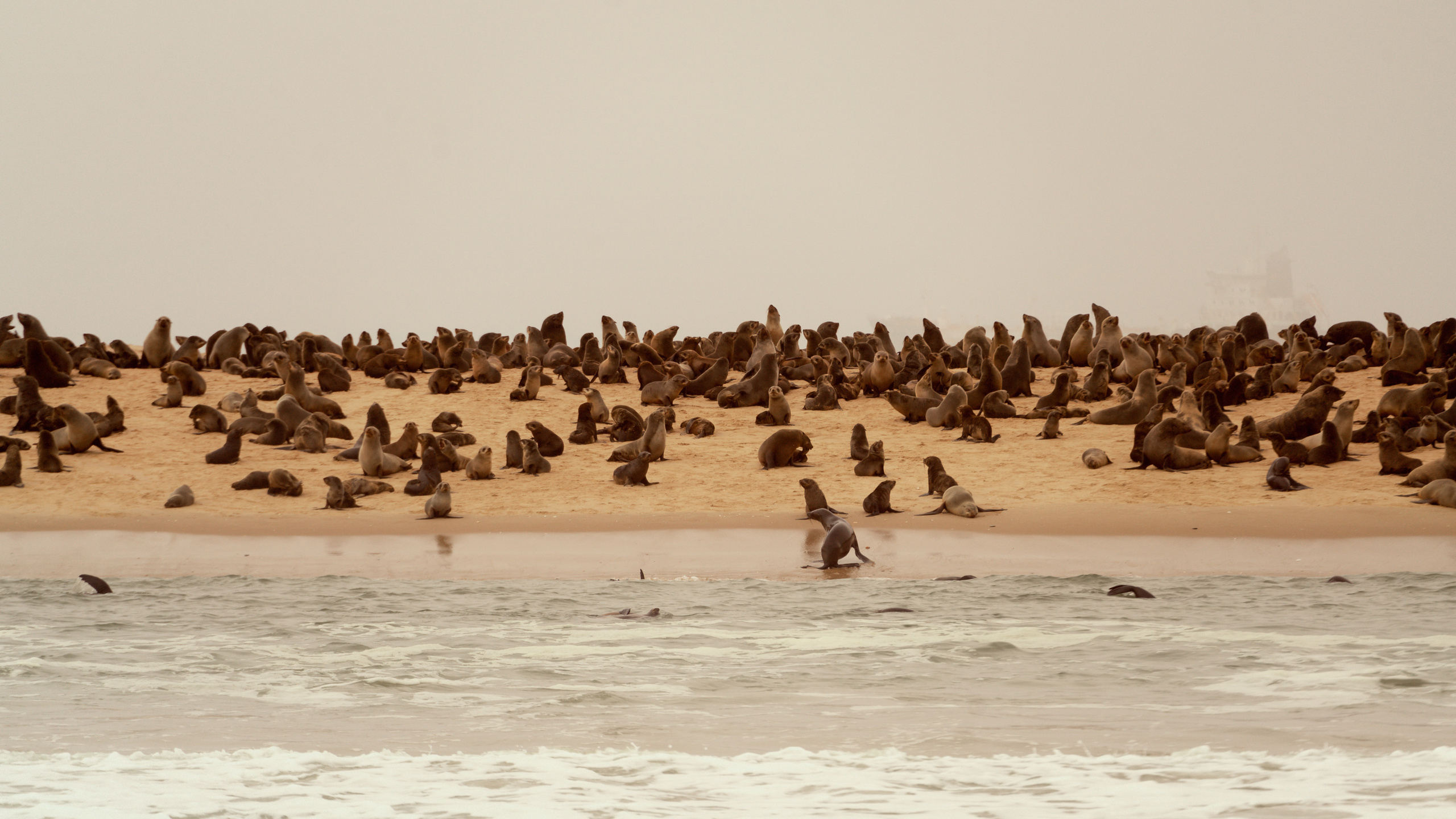 Южная Африка. Фотограф в Хабаровске. Фотография за 24 часа